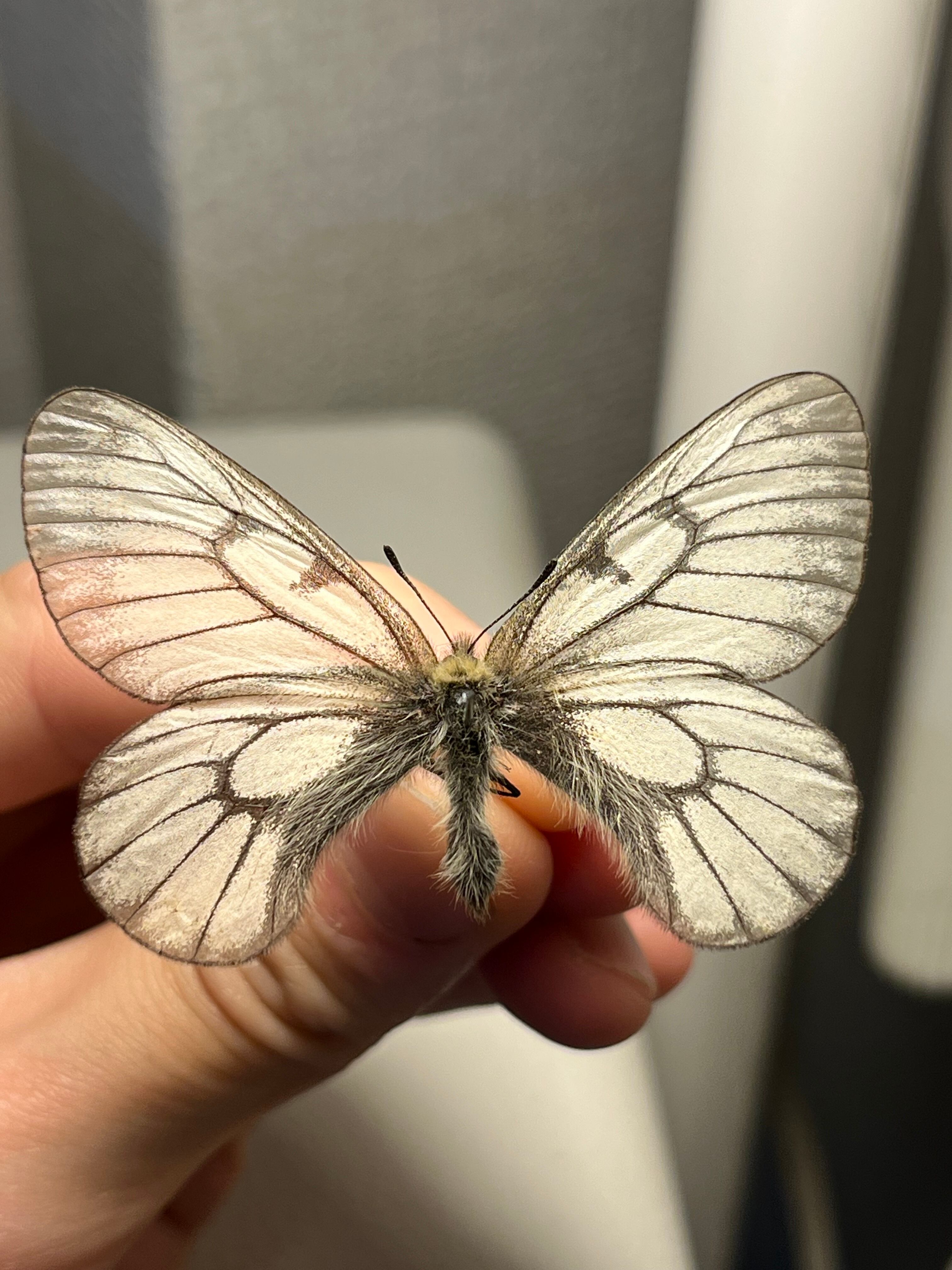 ウスバシロチョウ 標本 薄羽白蝶、Parnassius citrinariusダイスアゲハ