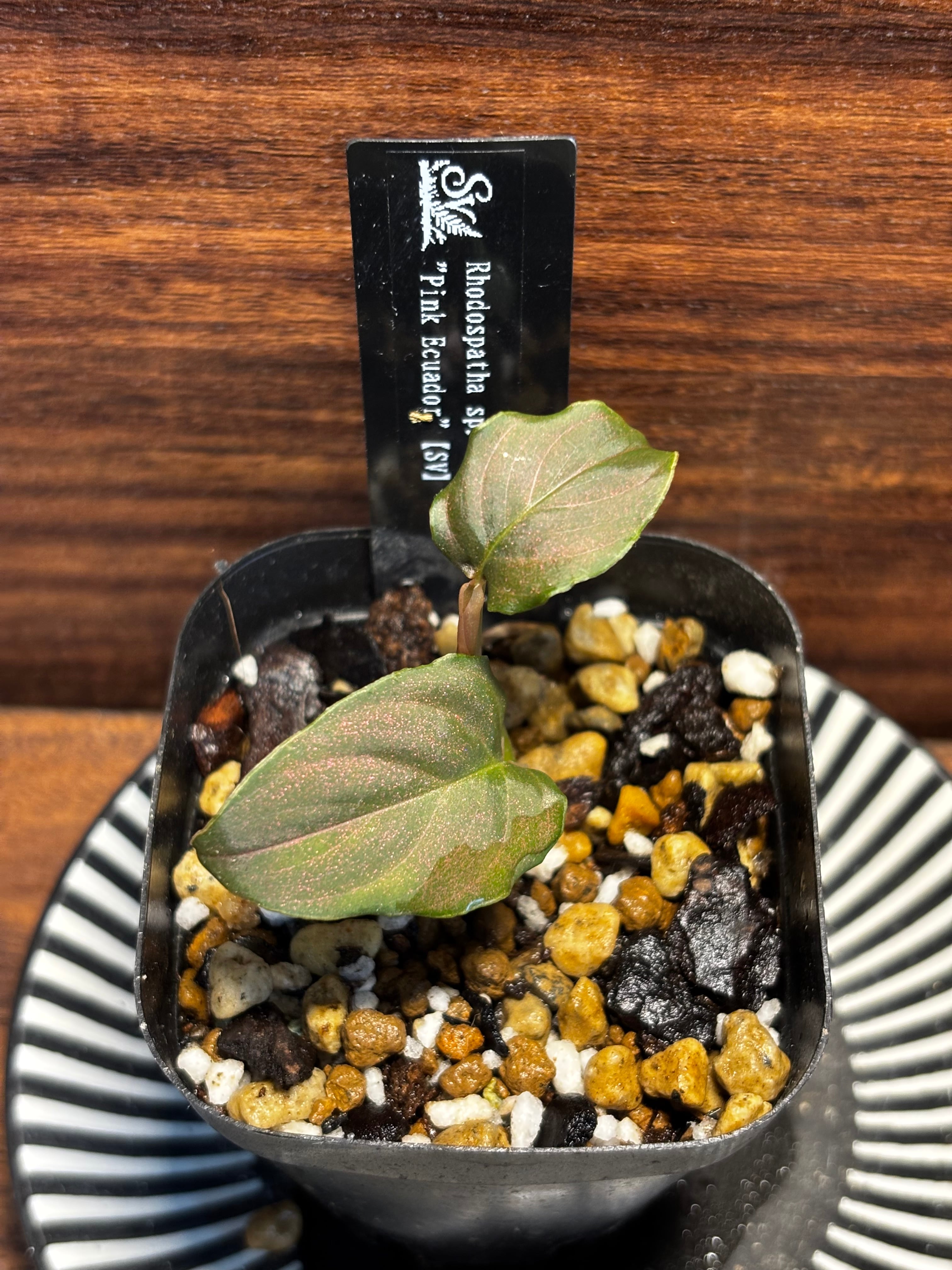 SCALE_VIVARIUM | 蝉ノナキガラ