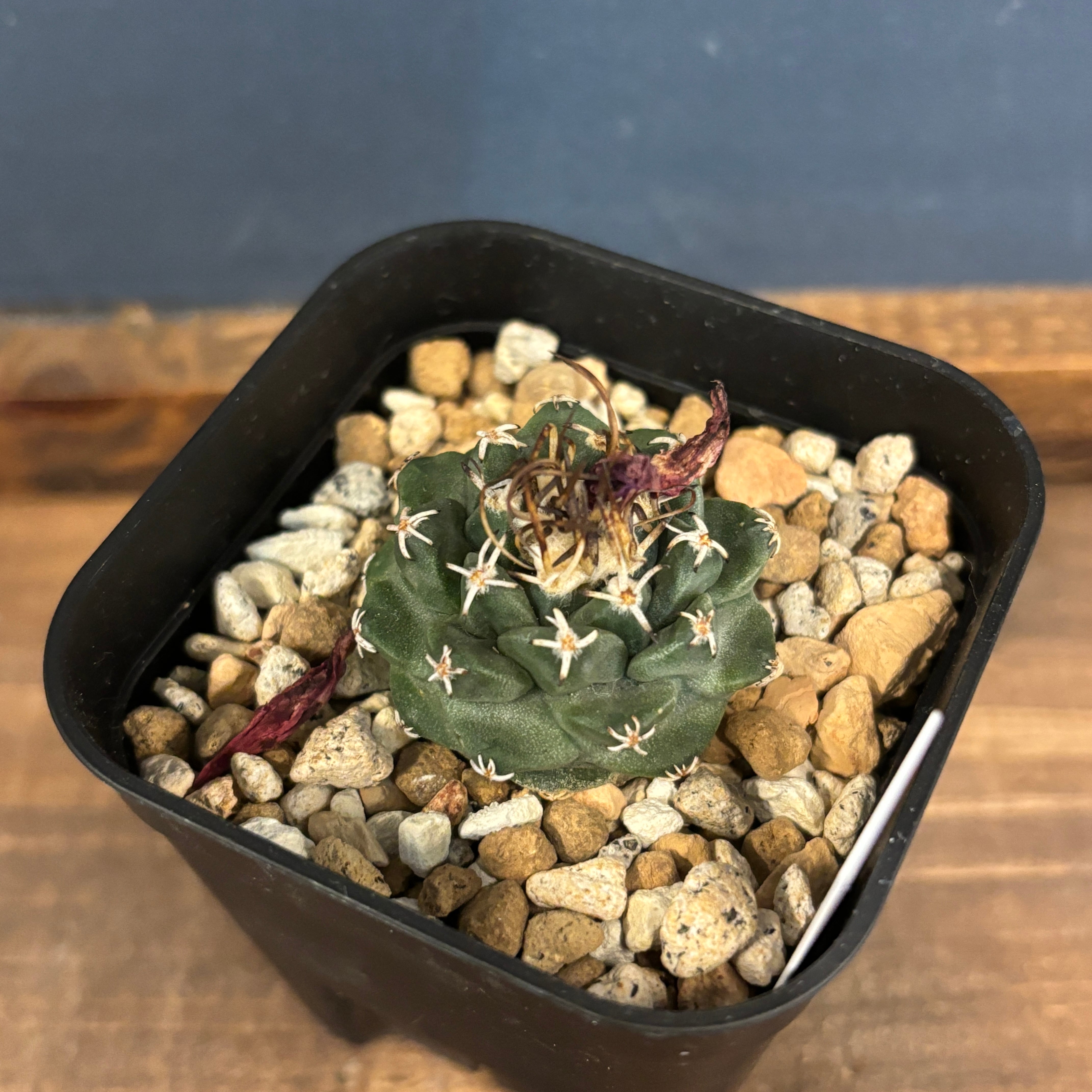 サボテン ツルビニカルプス アロンソイ【503】 | PROTOLEAF プロトリーフ