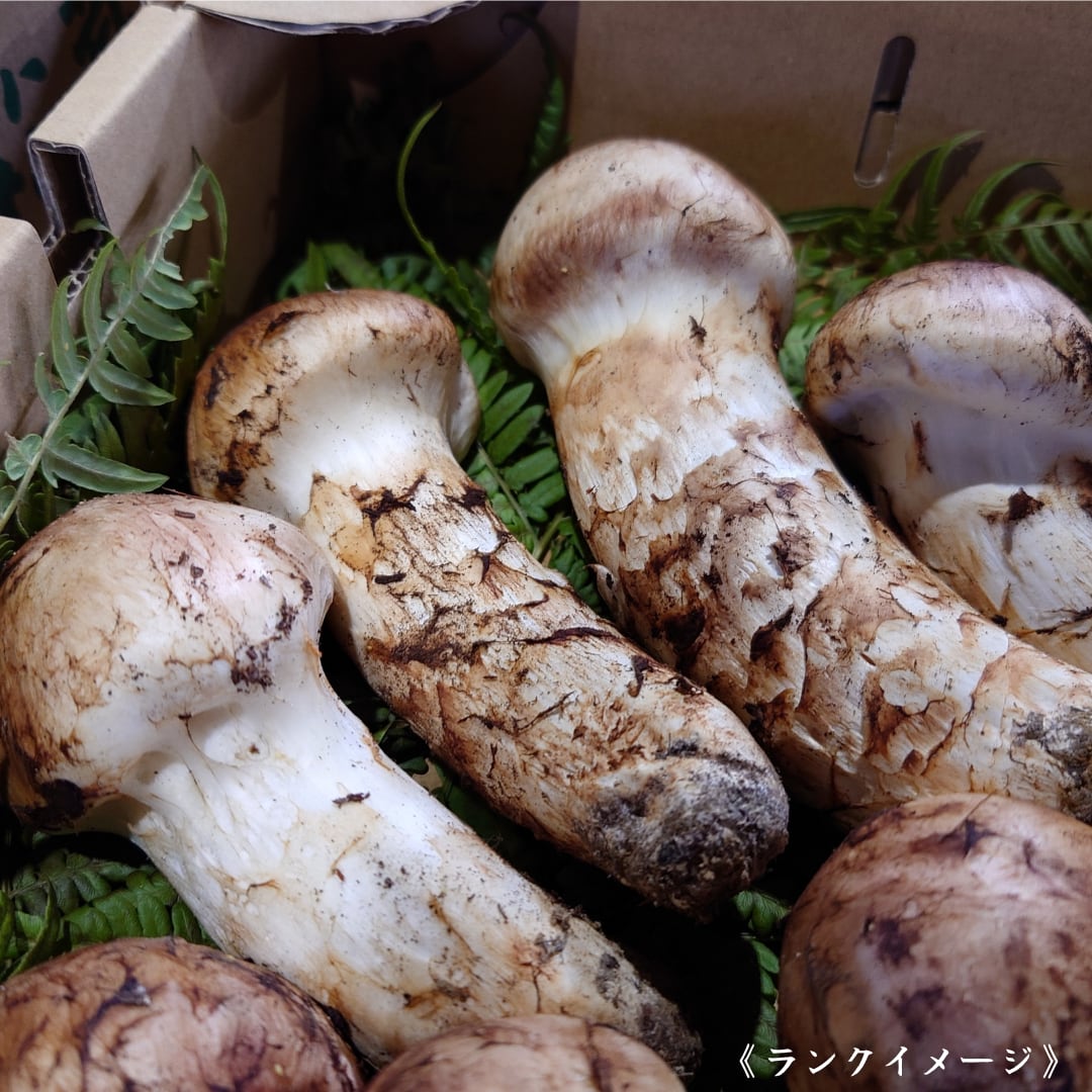 2026年10月上旬から順次発送】国産松茸 300g ランク《》 無くなり次第