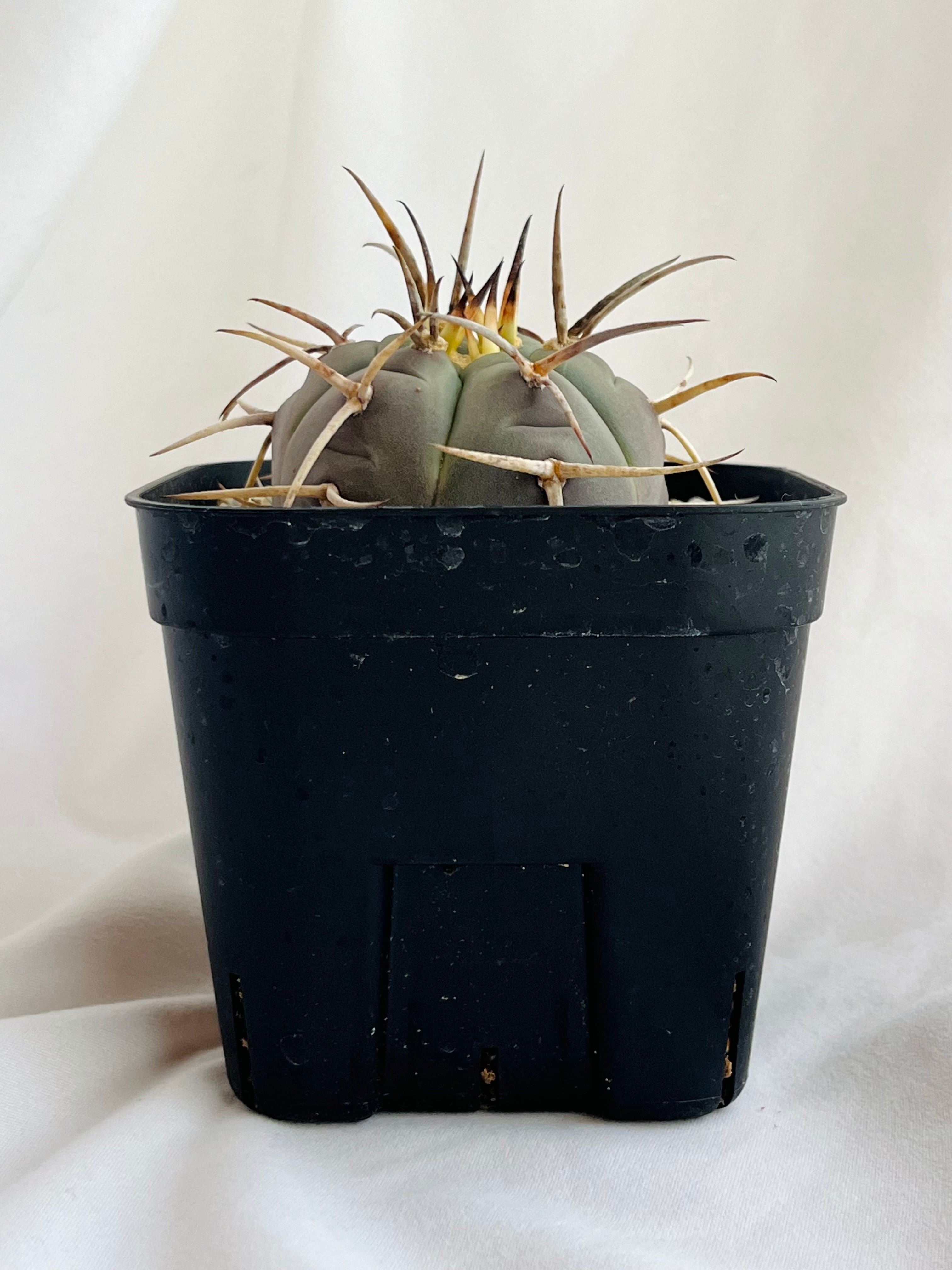 Gymnocalycium cardenasianum ギムノカリキウム 光琳玉 サボテン