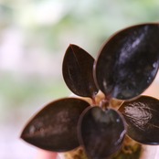Ludisia discolor var. nigrescens / ルディシア ディスカラー ニグレスセンス④ / 観葉植物