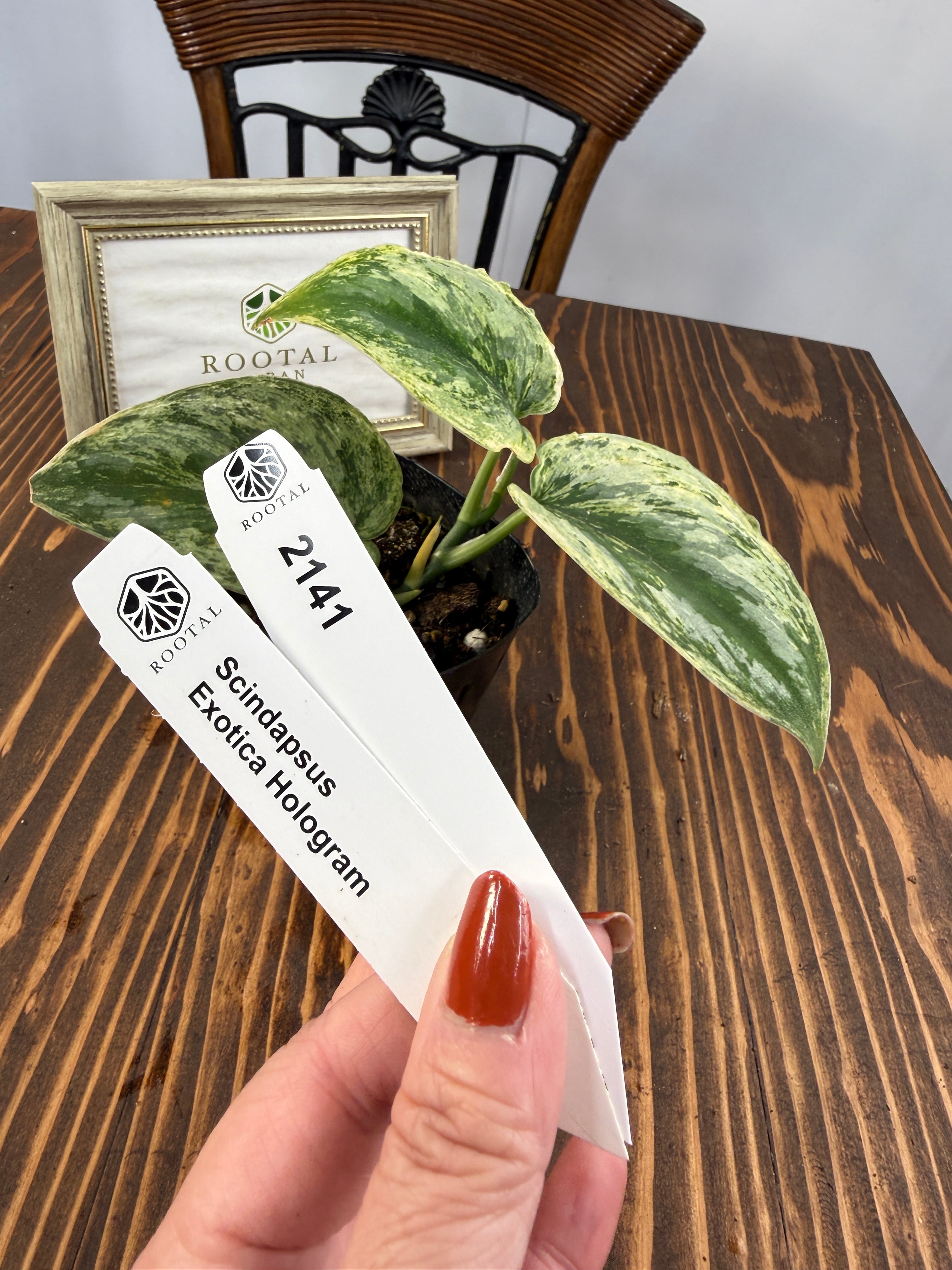 スキンダプサス | ROOTALPLANTS