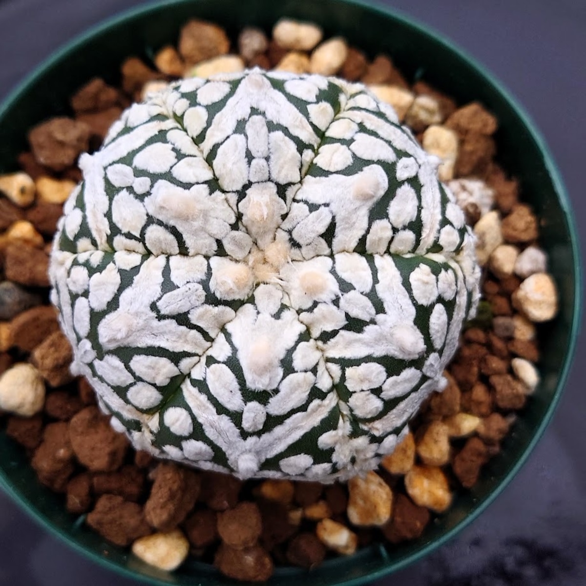 アストロフィツム スーパー兜 Vタイプ 3 Astrophytum asterias cv 