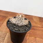 Pachypodium densiflorum var. brevicalyx 【パキポディウム・ブレビカリックス・実生】