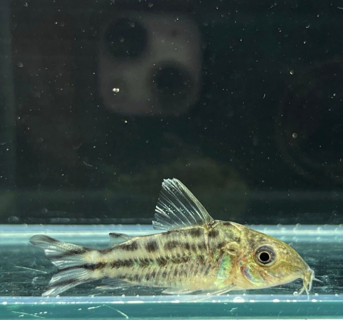 WILD】コリドラス・ロビネアエ（サンガブリエル）美個体！熱帯魚