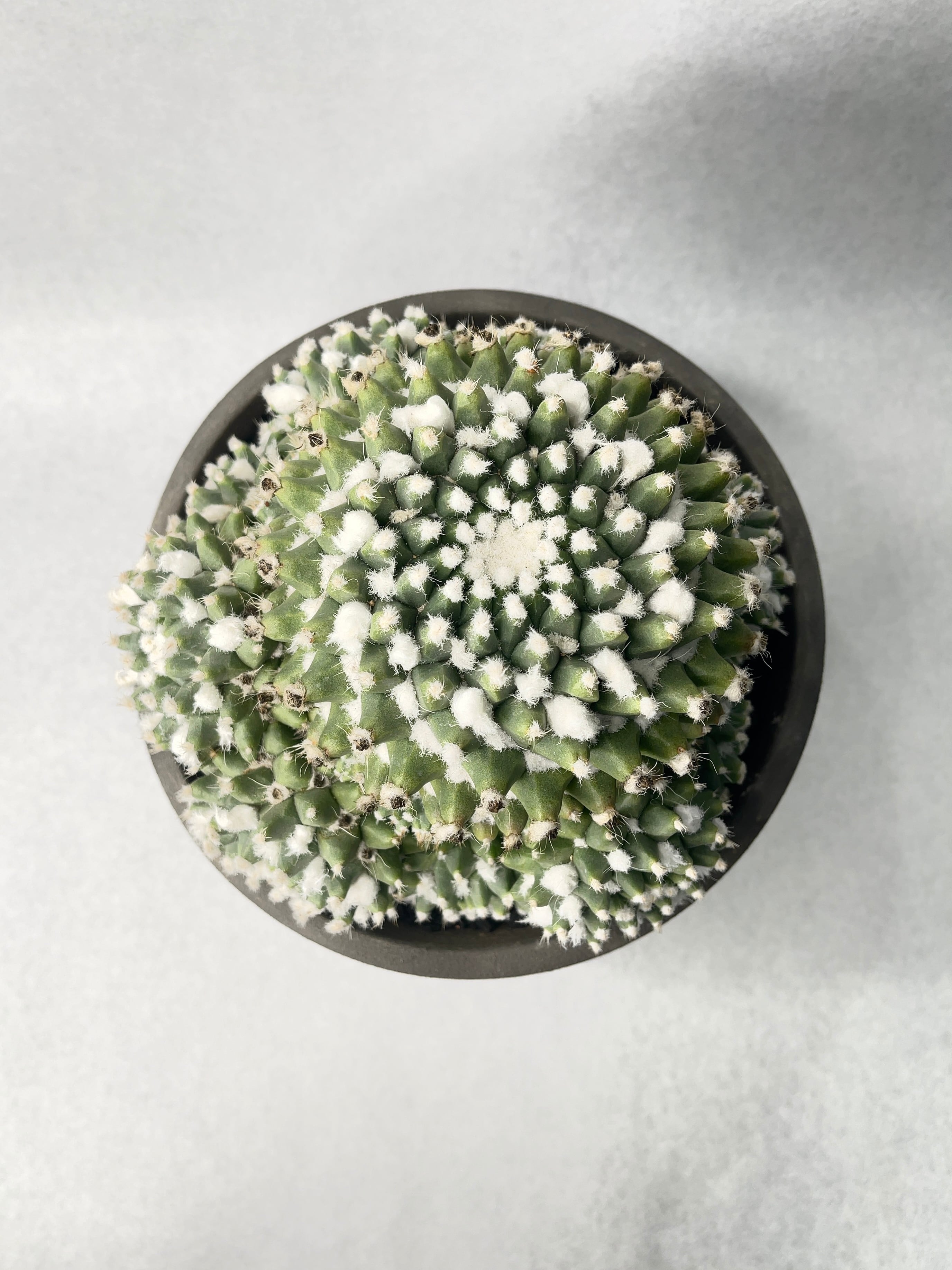 マミラリア・エルサム | trigger