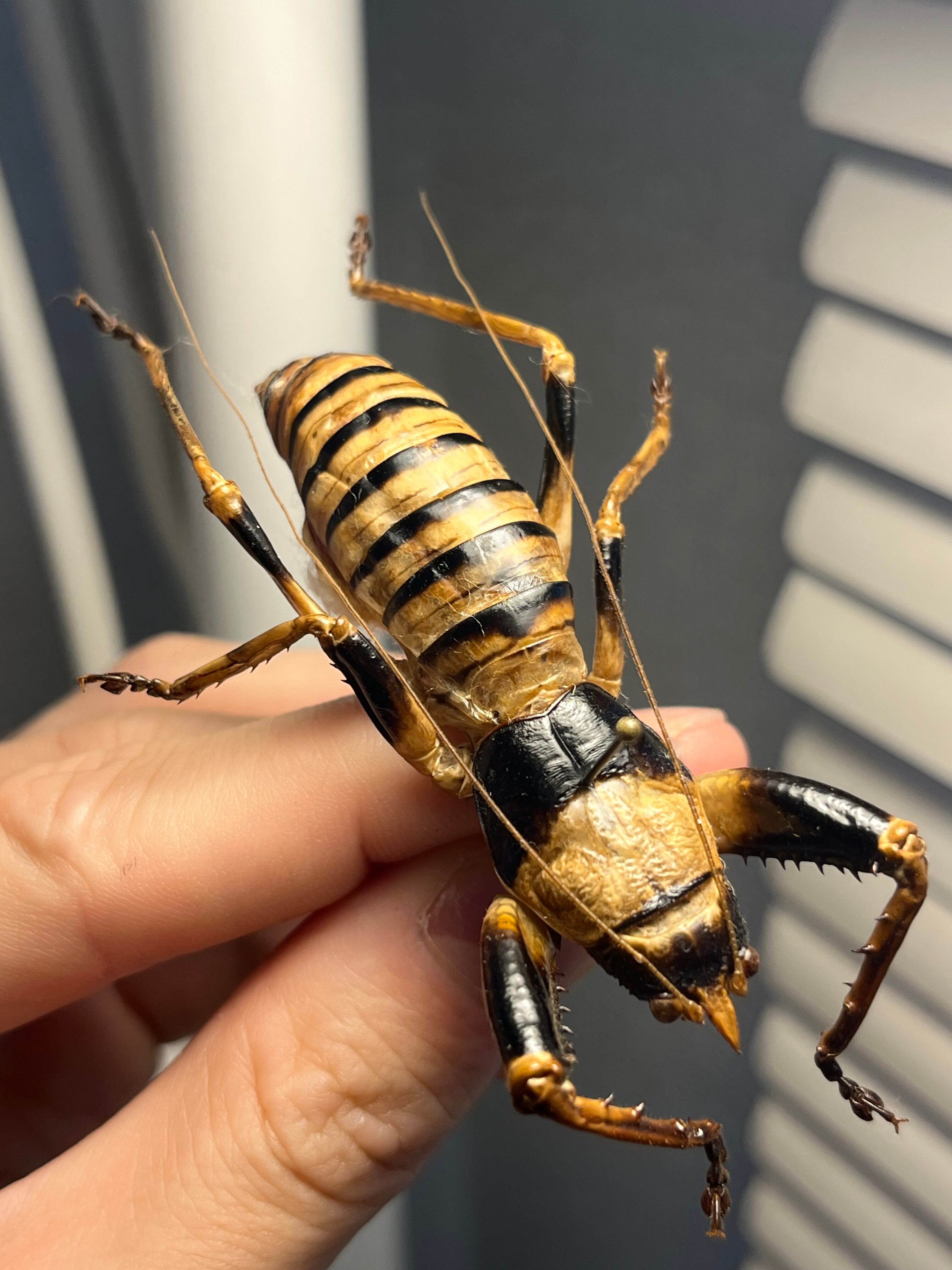 巨大♂】ロブスターキリギリス マッチョキリギリス コロギス リオック