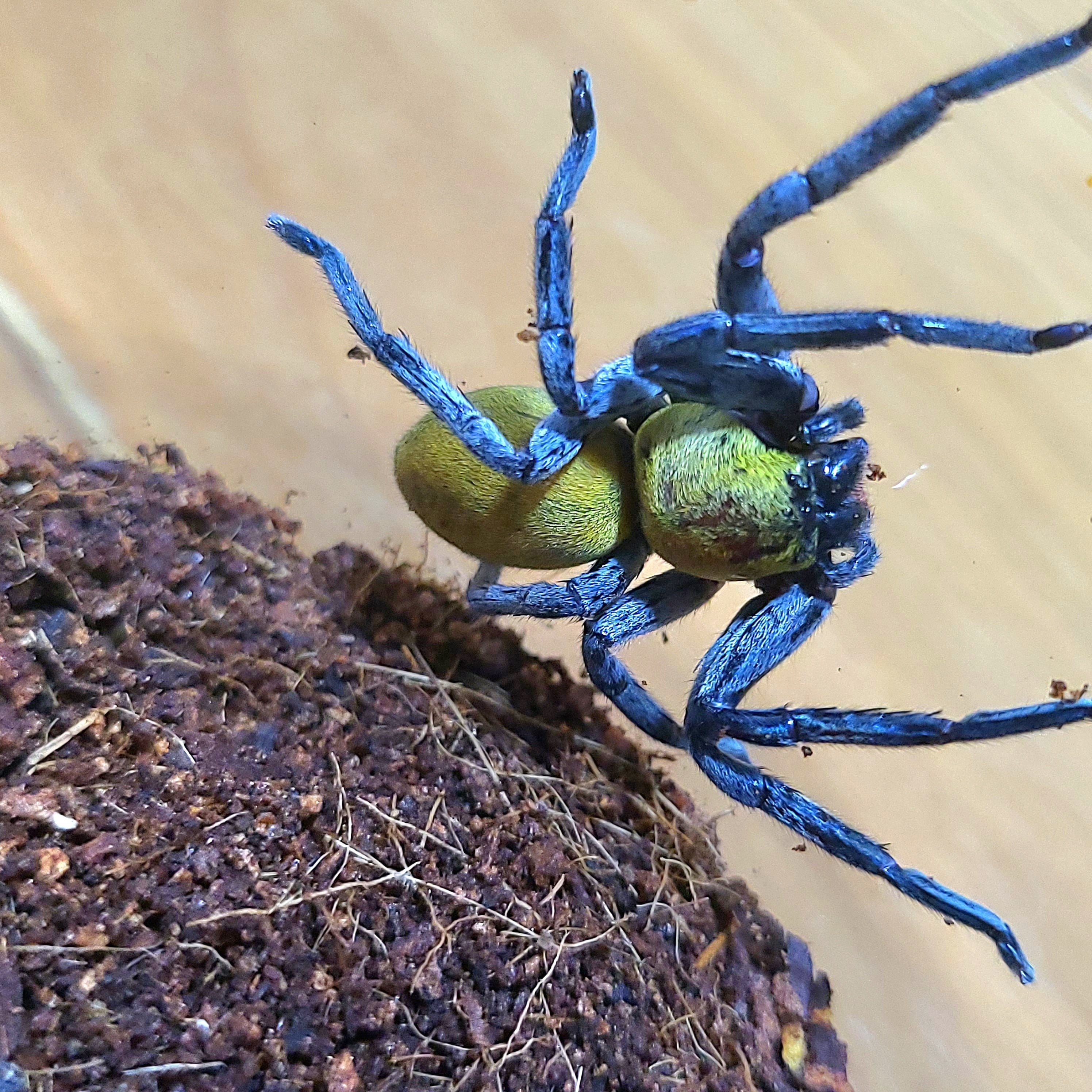メキシカンレッドニー 幼体 タランチュラ | BUG.st メキシカンレッドニー 幼体 タランチュラ | BUG.st