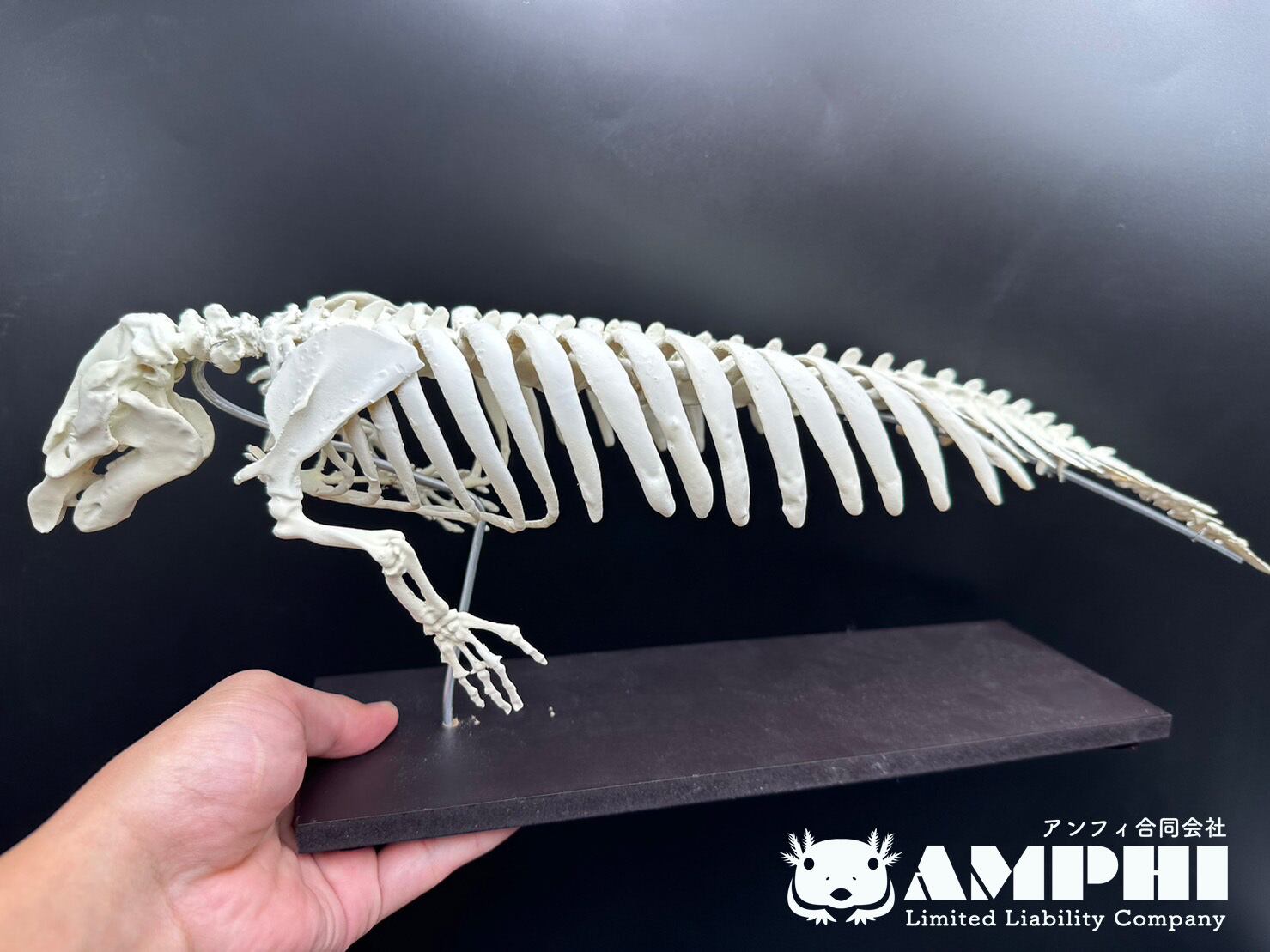 アメリカマナティー 縮小全身骨格レプリカ 1/5スケール | アンフィ合同会社