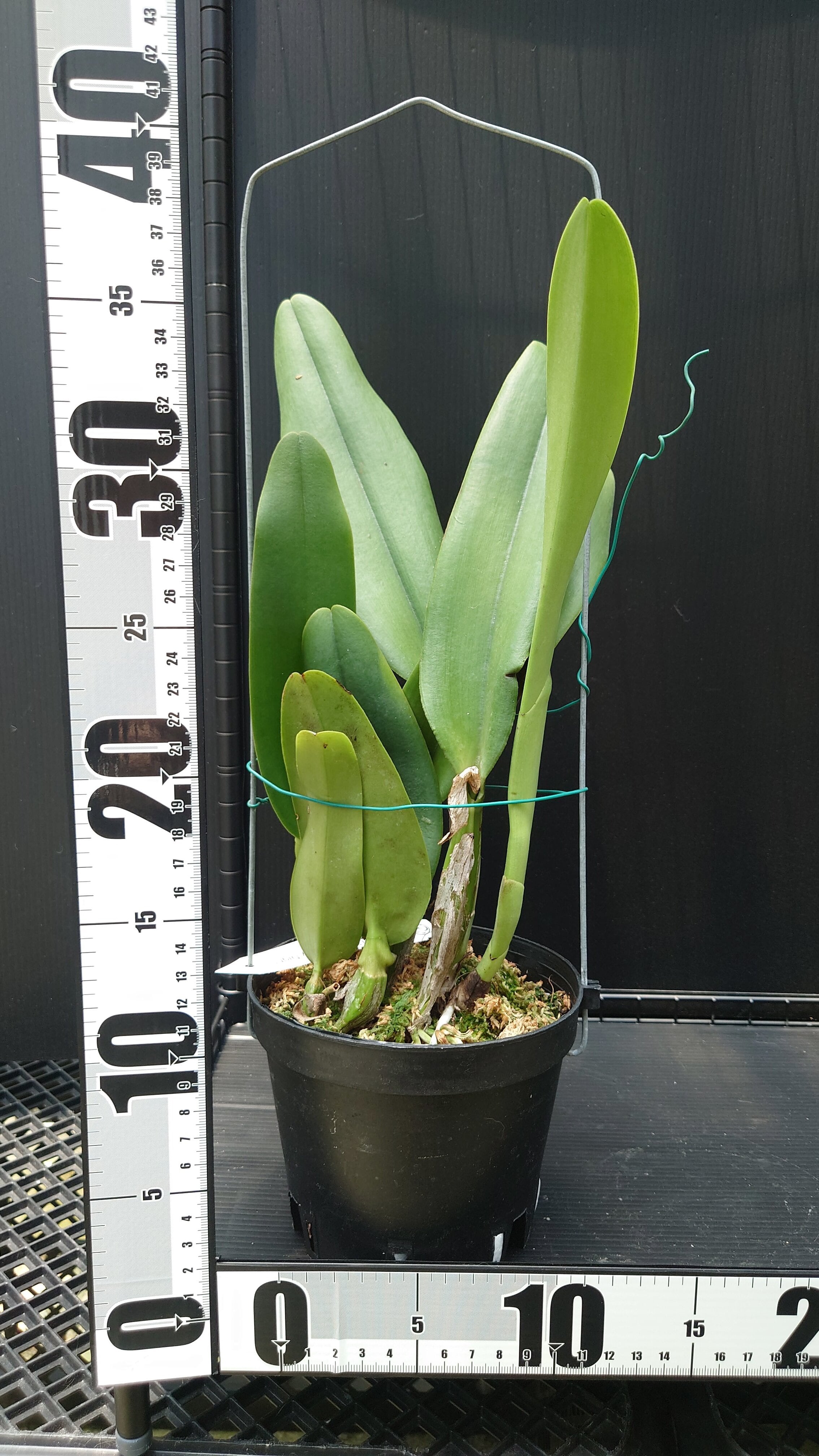 Ric. Taiwan Yi Mei 'Crazy Night' | 新垣洋らん園