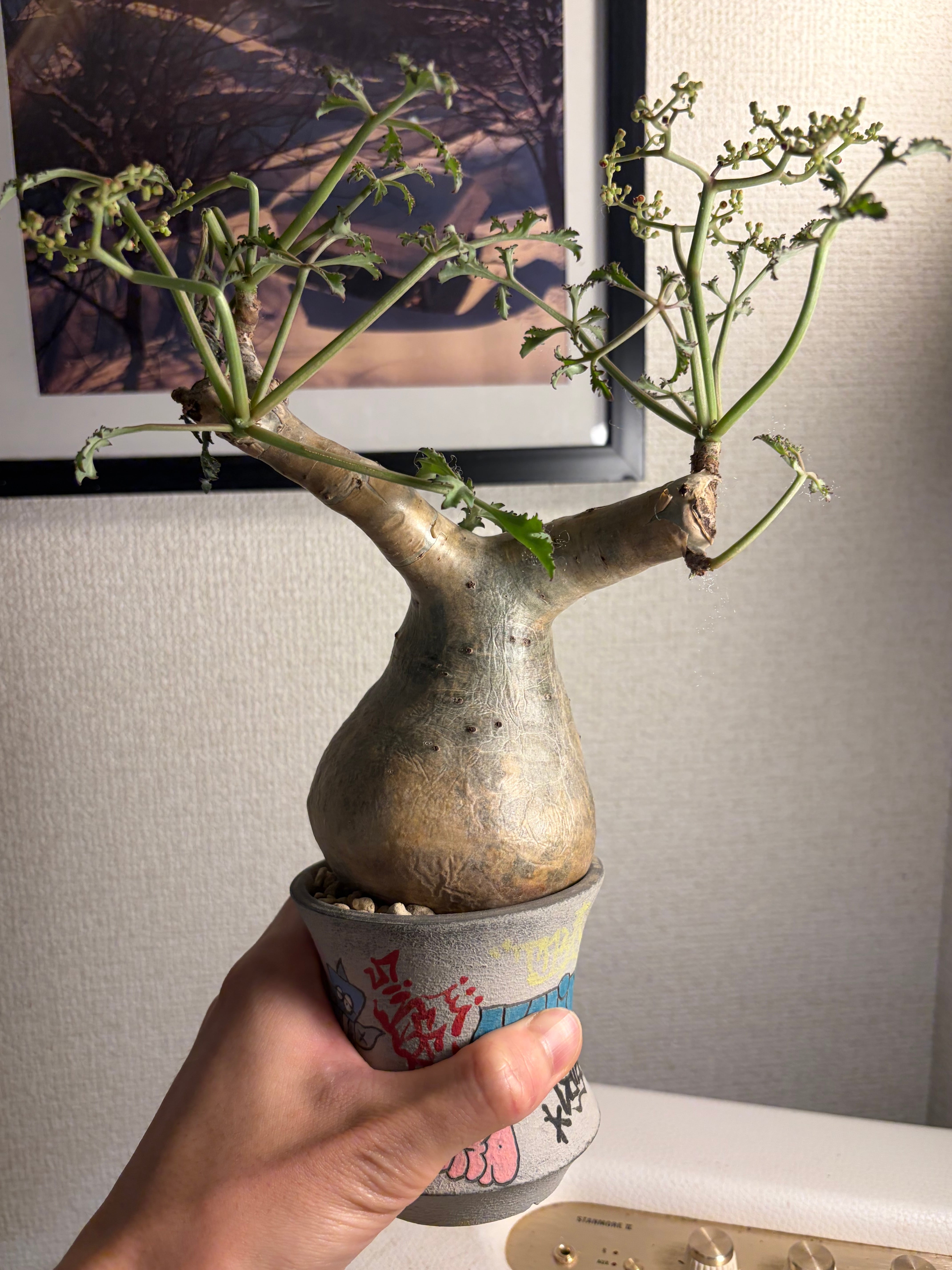 巨神兵の手指のようなヤトロファ スピカータ 塊根植物 マンドラゴラ 火星人 巨神兵の手指のようなヤトロファ スピカータ 塊根植物 マンドラゴラ