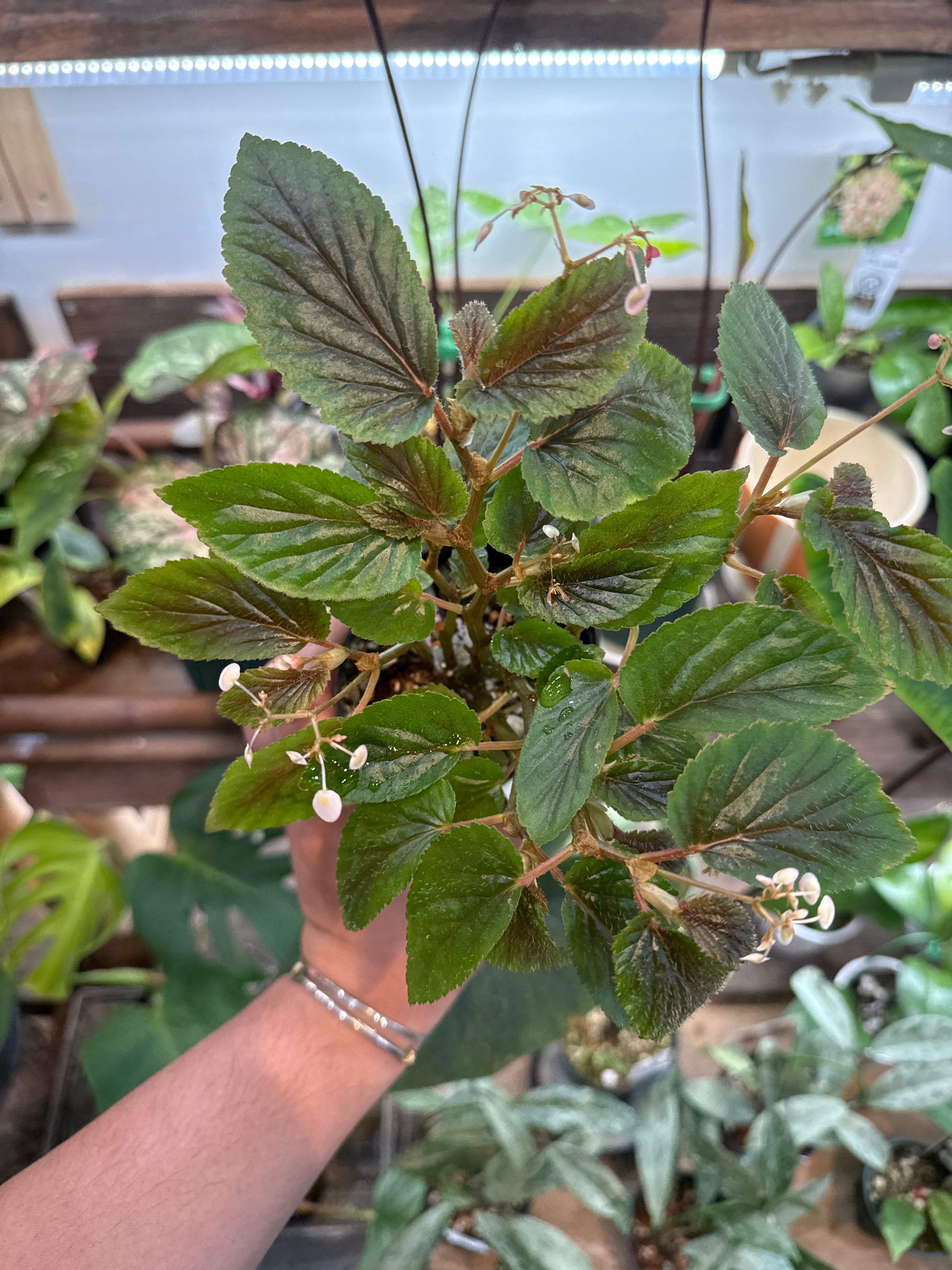 ベゴニア Venezuela sp. / ベネズエラ | Gardenえん 【観葉熱帯植物】