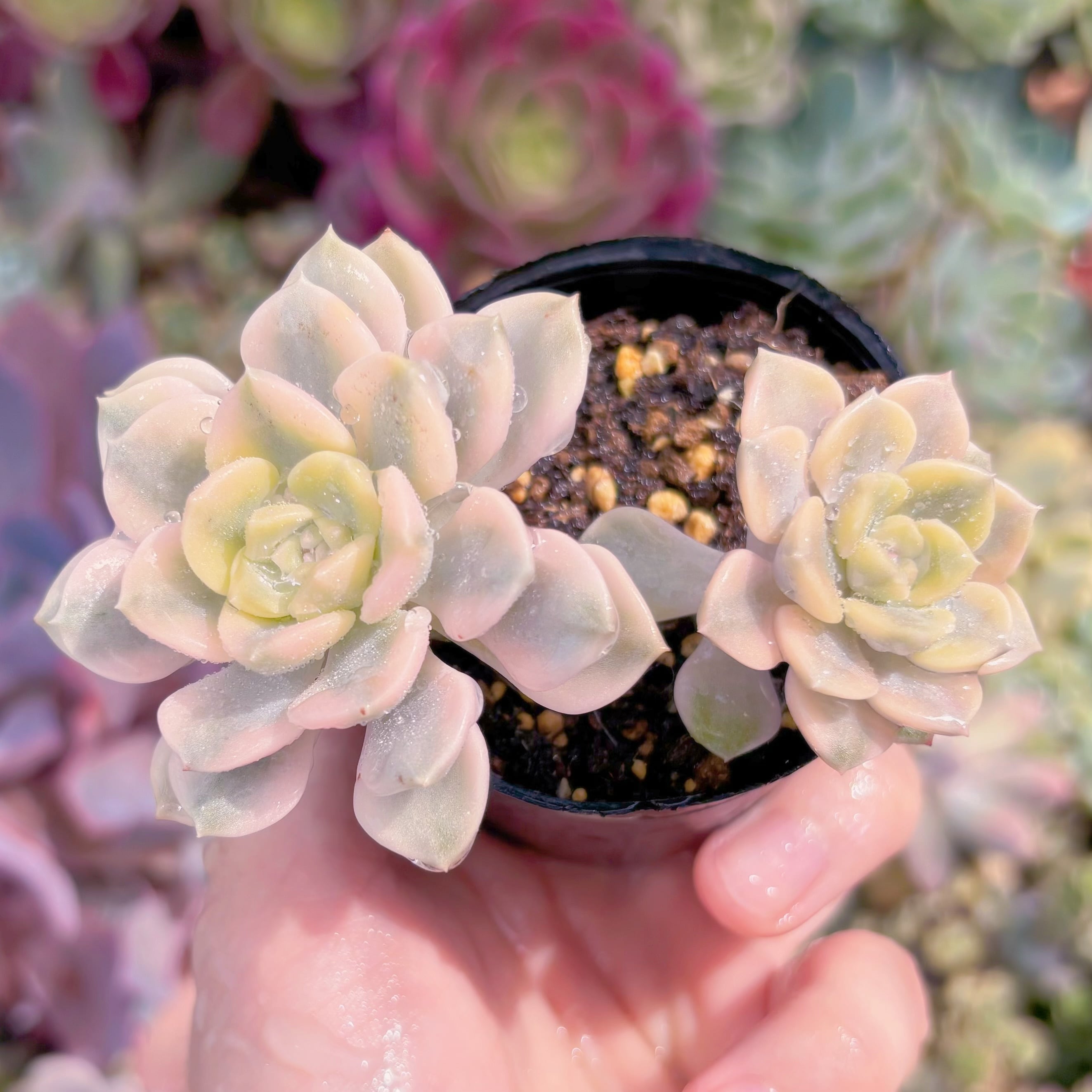 現物　ベビードール錦#F225　るる農園