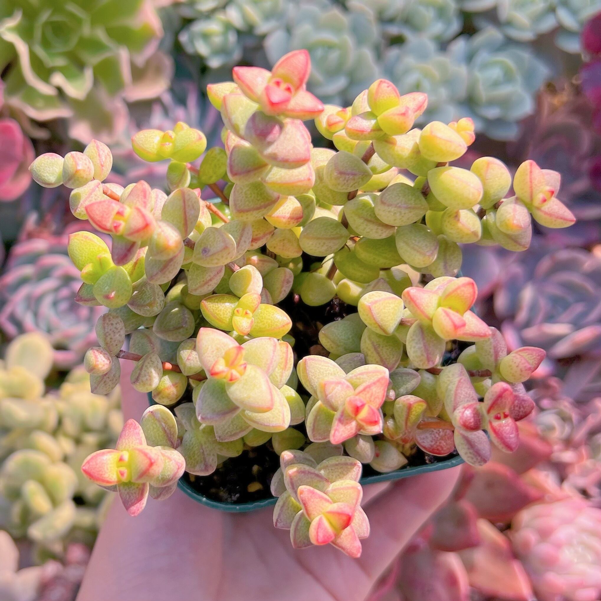 現品　ラブハート#652　るる農園