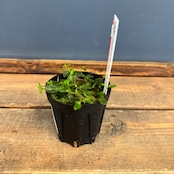 【クリアランス】ペペロミア jamesoniana Ecuador【373】