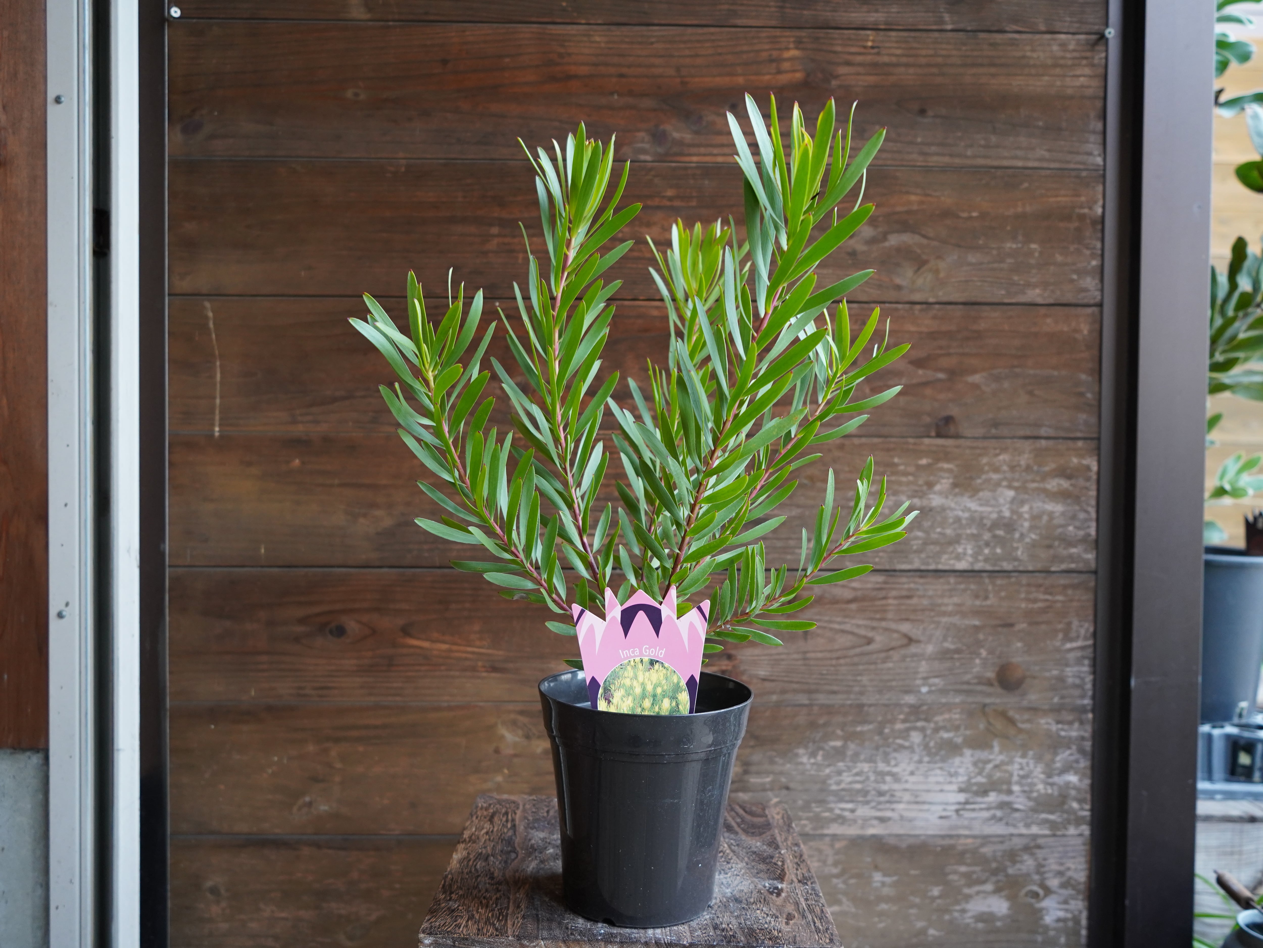 【現物】リューカデンドロン　”Inca Gold”