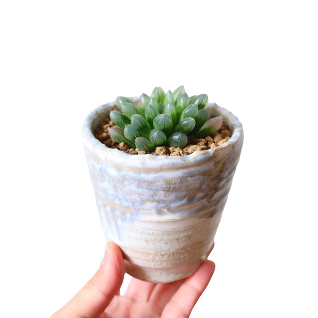 ハオルチア オブツーサ