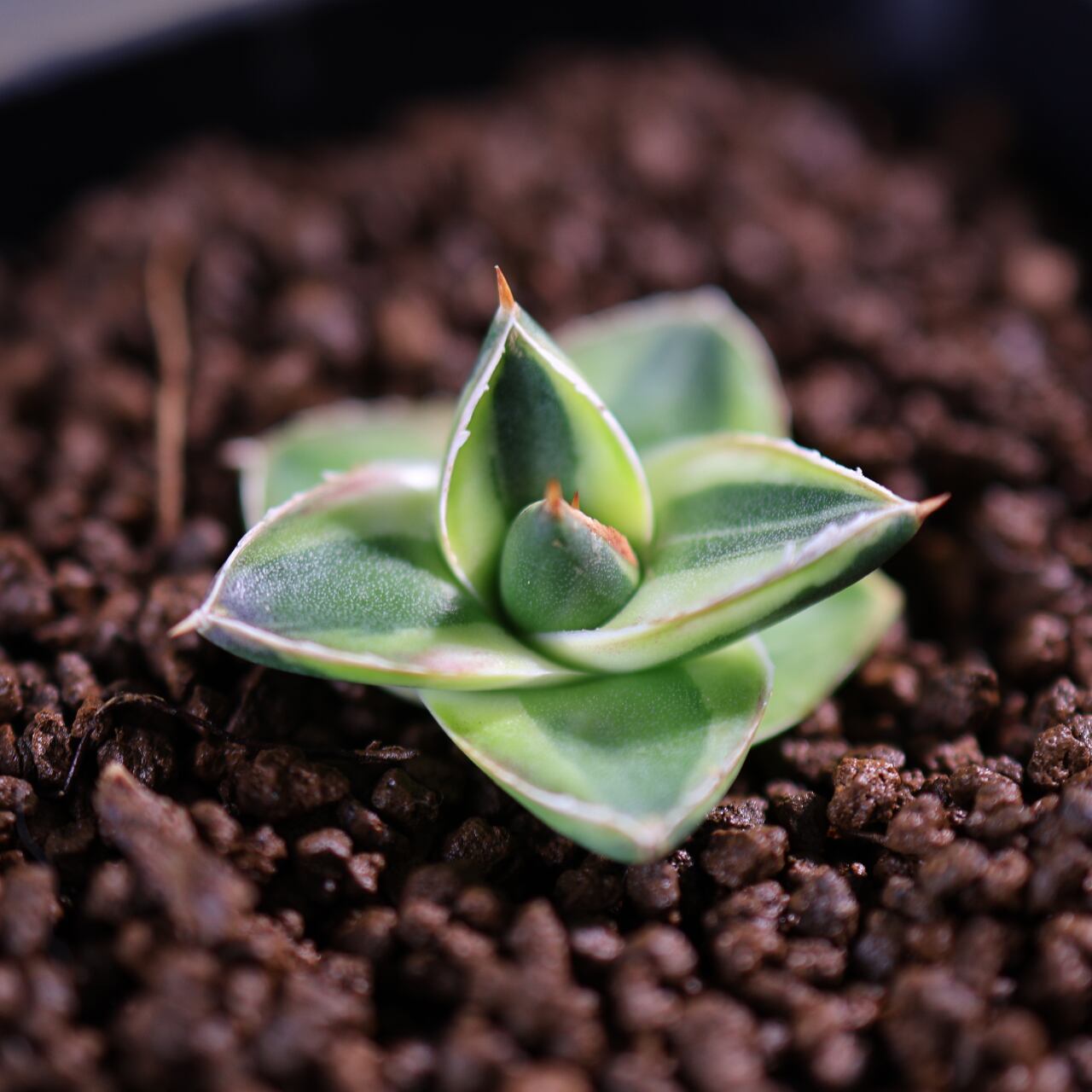 405 再入荷！『アガベ フィリフェラ コンパクタピンキー』観葉植物