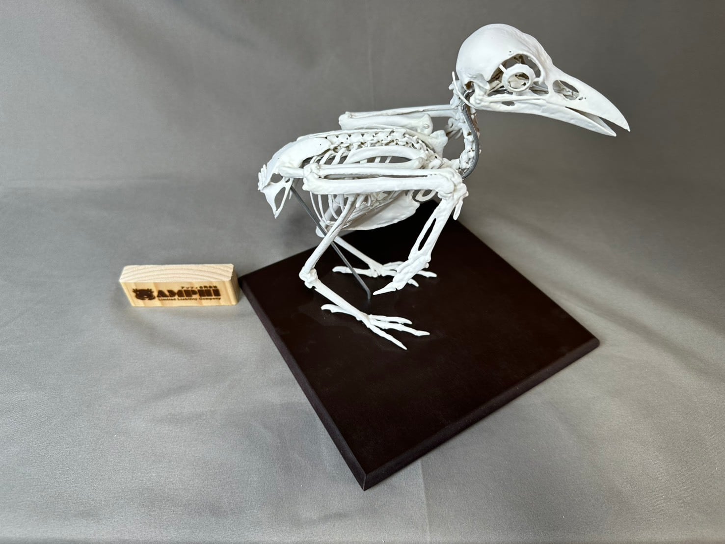 ハシボソガラス（Corvus corone）等倍全身骨格模型 | アンフィ合同会社