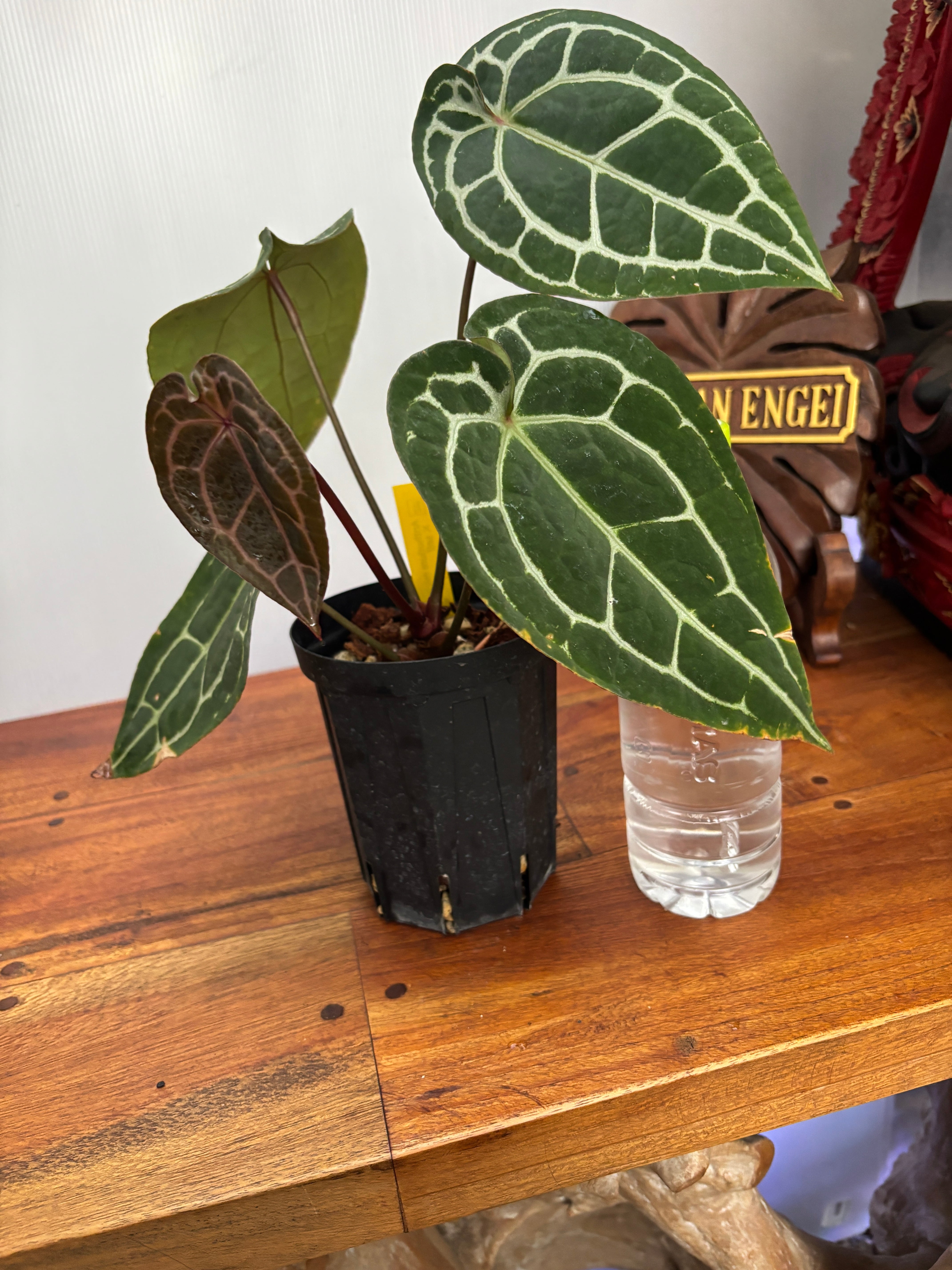 Anthurium | BA PLants