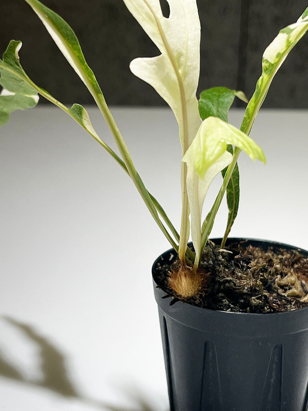 ドリナリア クエルシフォリア 斑入り 【Drynaria quercifolia