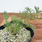 Pelargonium triste【ペラルゴニウム・トリステ・実生】