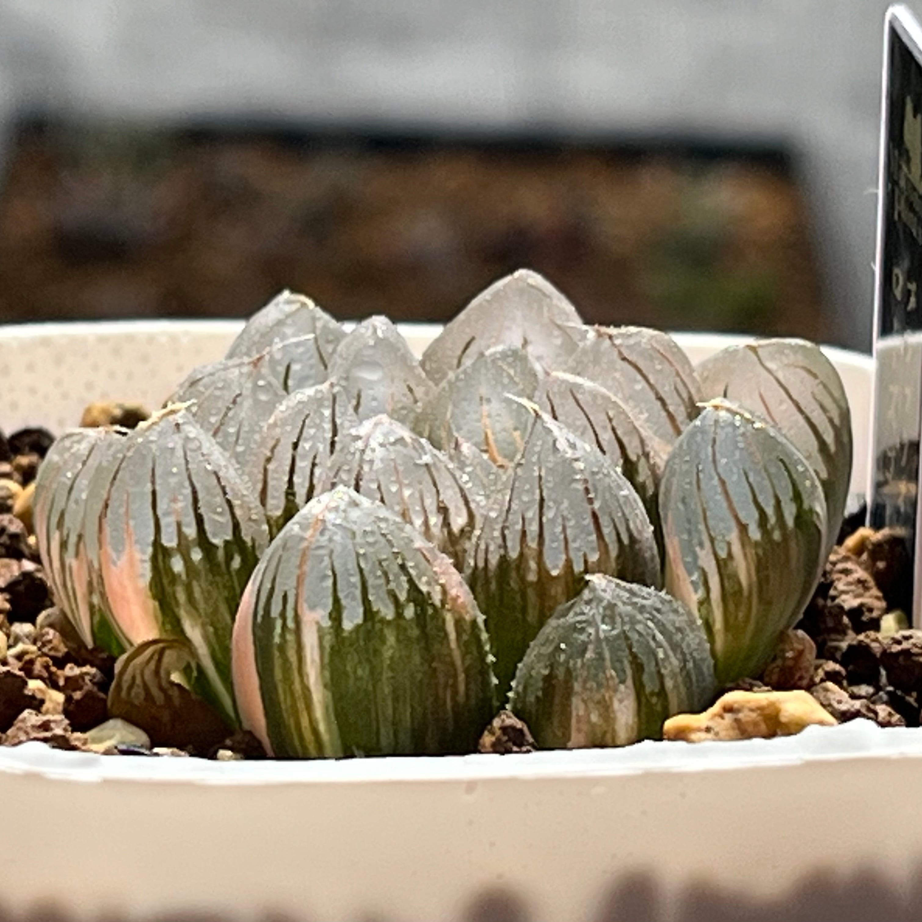 ハオルチア 黒玉露錦 ローズゴールド | mocono_plants