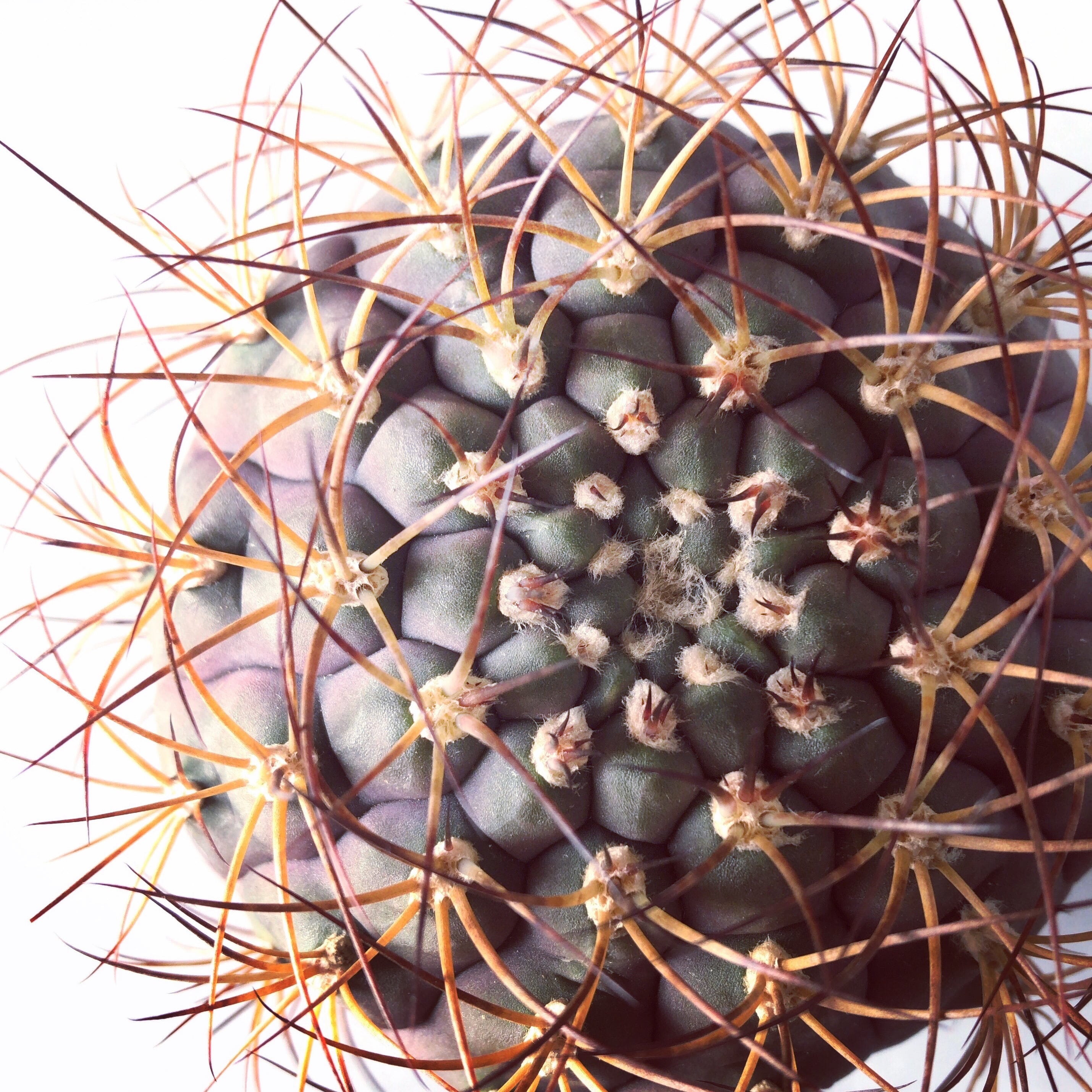 サボテン、多肉植物 天紫丸錦-47