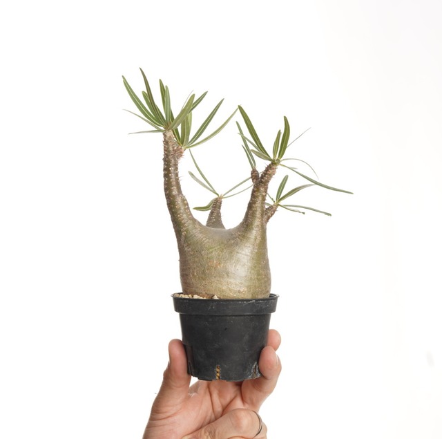 パキポディウム グラキリス no.5〈発根済み〉