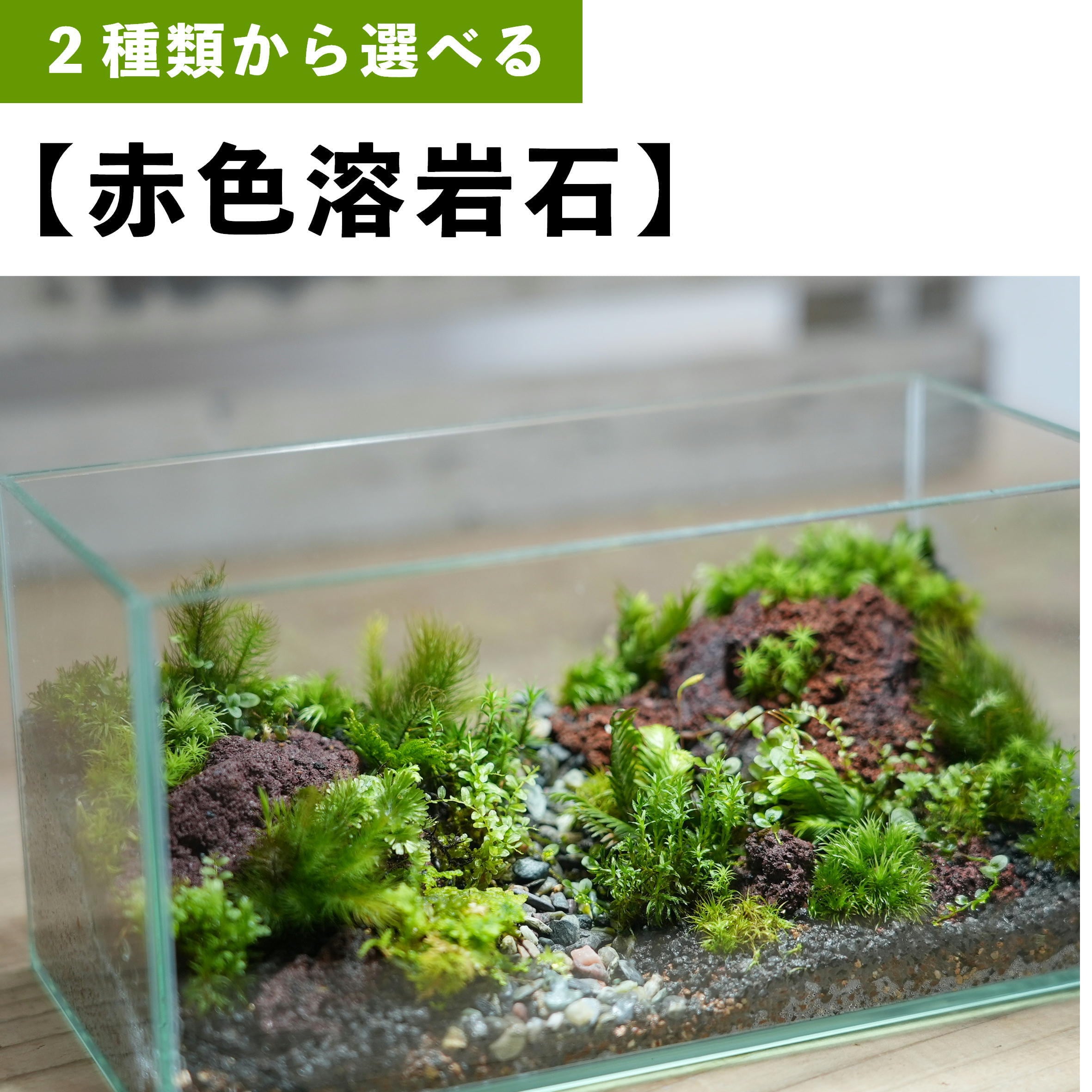 景色を楽しむ苔テラリウム ワイドな景色の苔テラリウム 選べる2種類 苔テラリウム専門ショップ道草 景色を楽しむ苔テラリウム ワイドな景色の苔テラリウム 選べる2種類 苔テラリウム専門ショップ道草