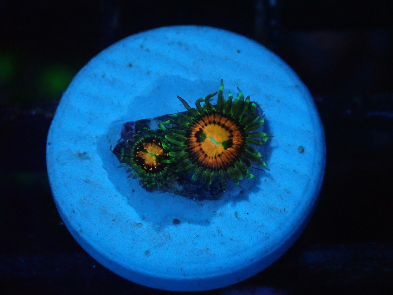 BossCollection Zoanthus RainbowIncinerator 1