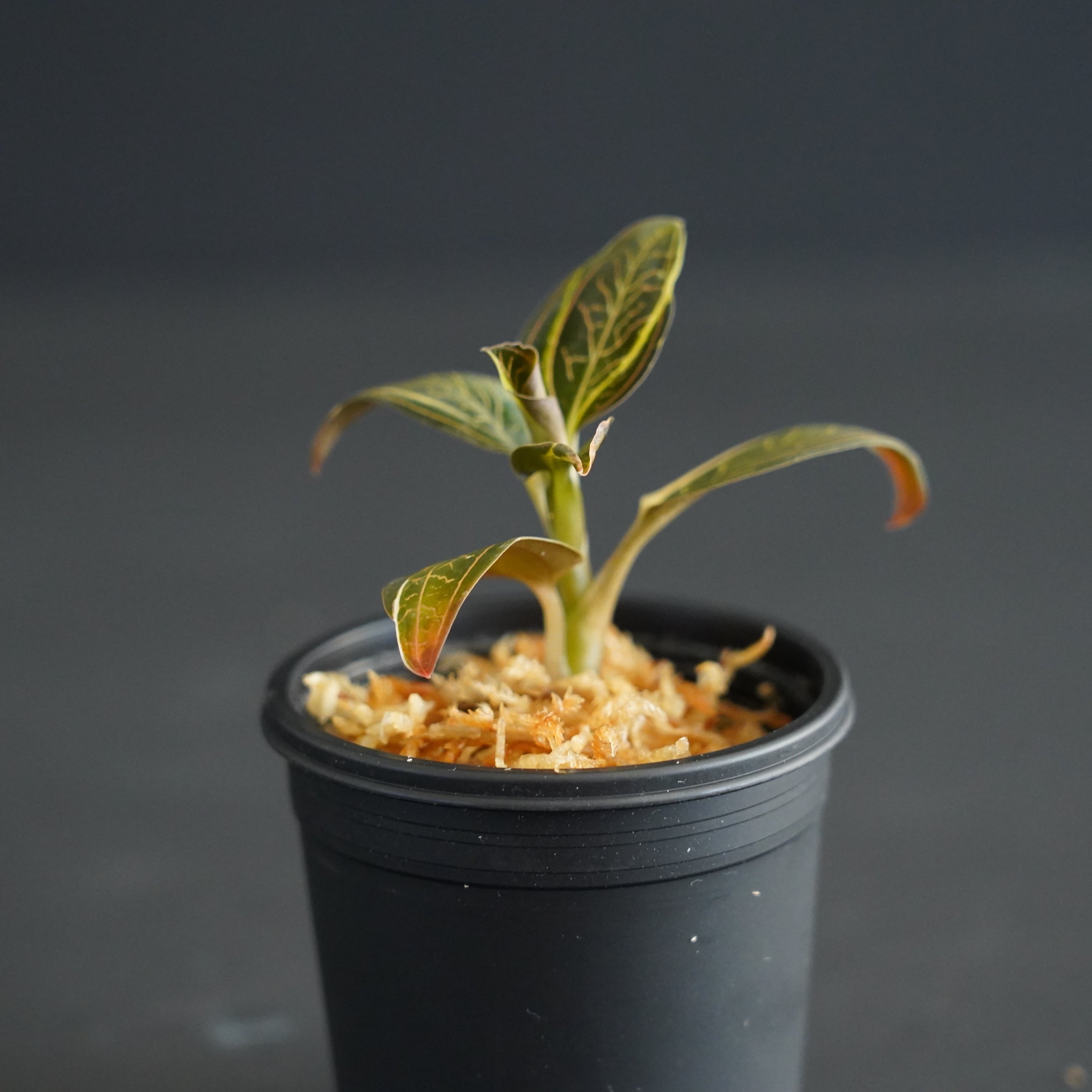 ◇現品◇ルディシアディスカラー（ちょい斑入り） Ludisia discolor
