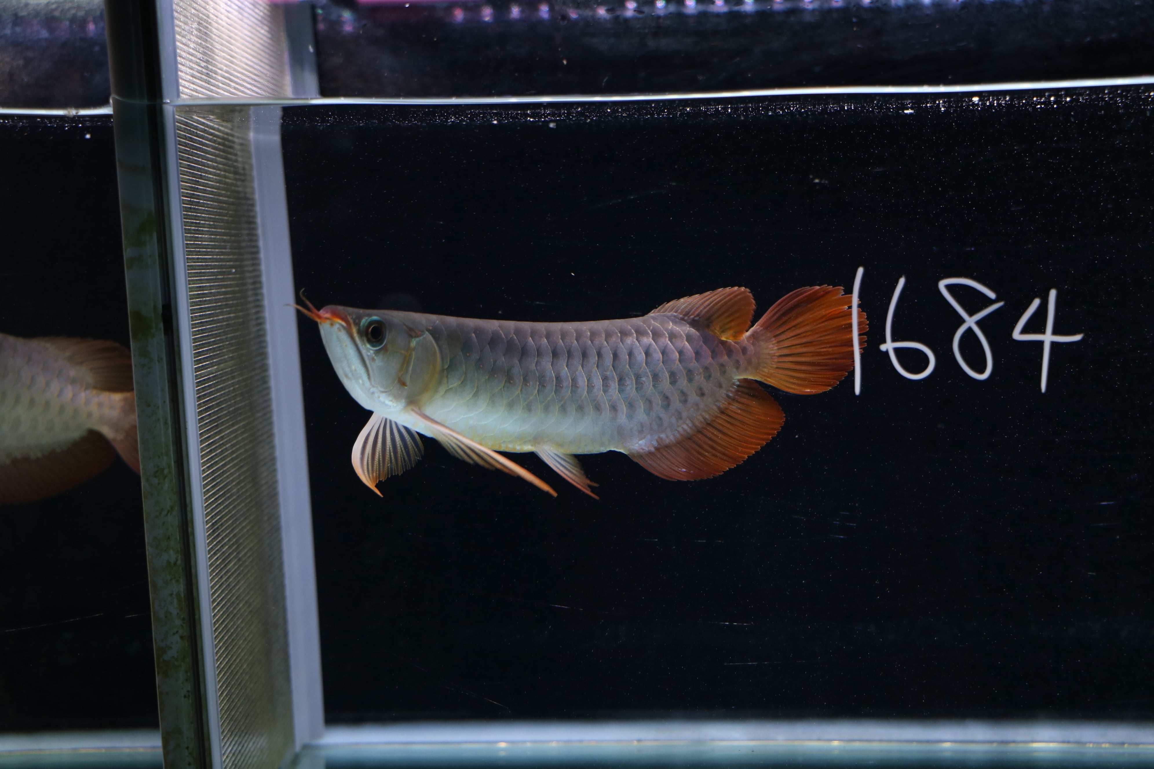 新作ハンドメイド 41cmアロワナ フィギュア レプリカ 熱帯魚 レッド