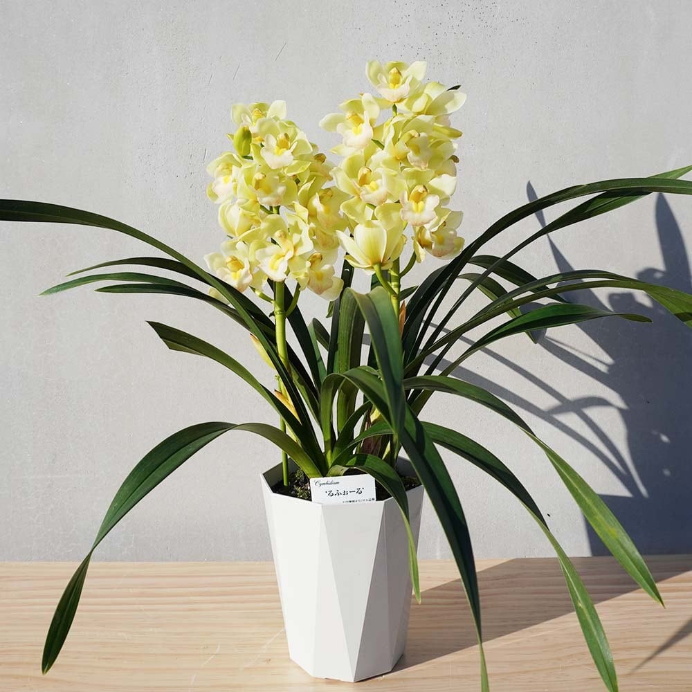 しんびすと石田隆博から届く最高品質のテーブル シンビジウム イエロー系 送料込み よいはな Yoihana 最高品質のお花をお届けするネット通販
