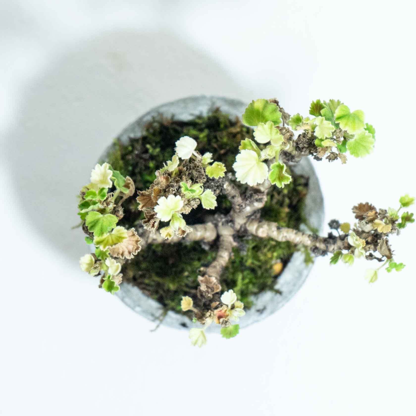 ベランダで育てる観葉植物 苔をあしらったゼラニウムの鉢植え ザラっとした風合いの手のひらサイズのモルタル鉢 送料全国一律650円 アトモスフィア 自作の鉢を使った観葉植物や多肉植物 塊根植物などの通販