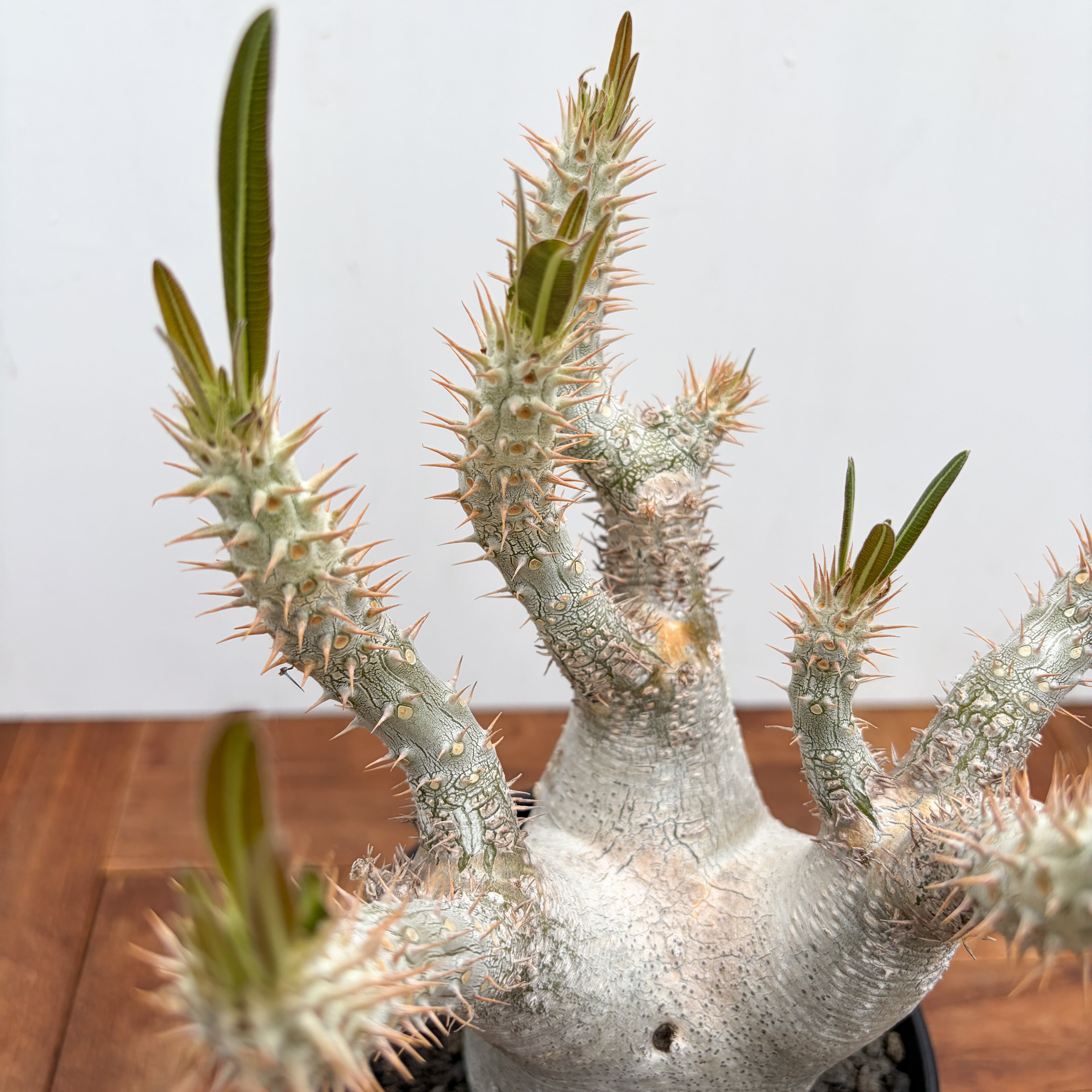 Pachypodium rosulatum var. inopinatum 【パキポディウム