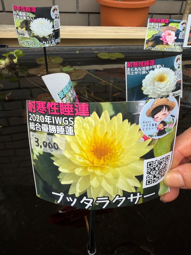 【耐寒性プッタラクター】カズさんの睡蓮限定販売（YouTubeで有名なカズさんの元気な株をポットのまま配送いたします！）