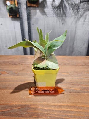 P.veitchii Auburn River × P.willinckii Yellow Moon Sporelings【artPLANTs/PLANTSGARAGE】ビカクシダ/Platycerium