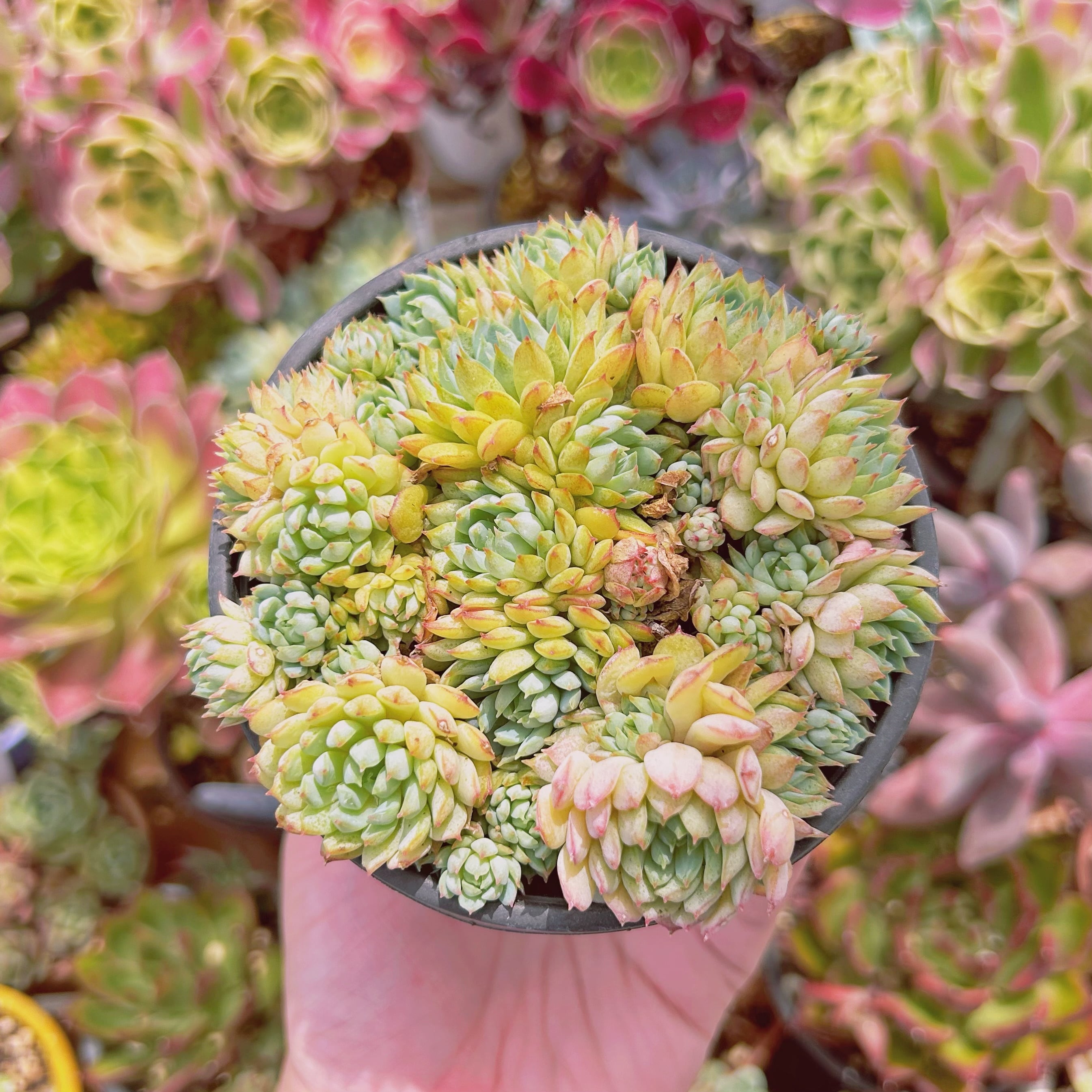 3024現物 多肉植物 グロブローサx静夜 抜き苗 | るる農園~多肉植物専門