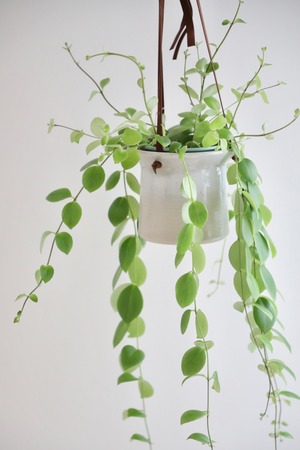 【M】エスキナンサス トリコロール/Aeschynanthus Tricolor　※北欧ハンギングポット付き