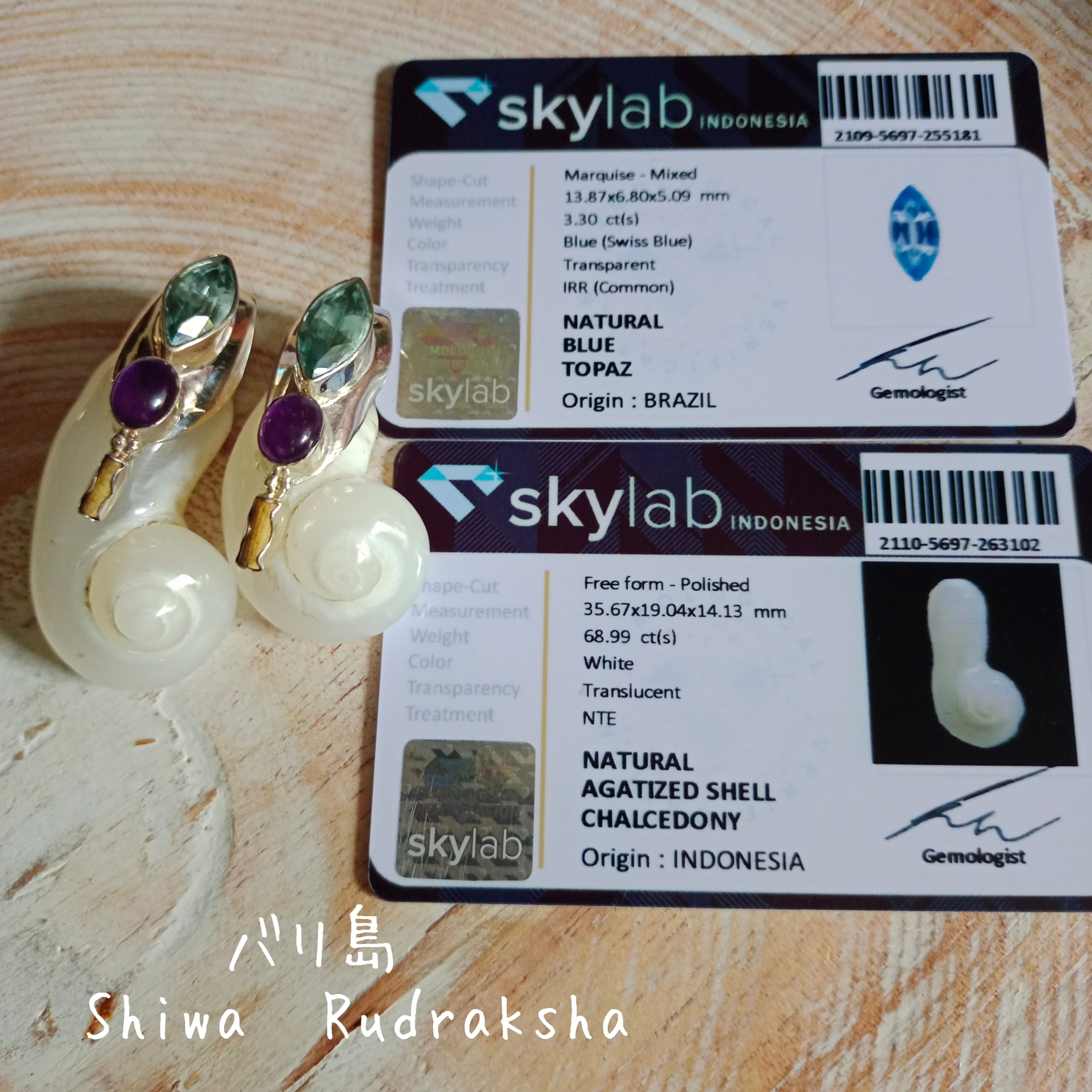 珊瑚礁の中の希少な ケオン A イシカブラ 貝殻 パワーストーン 標本