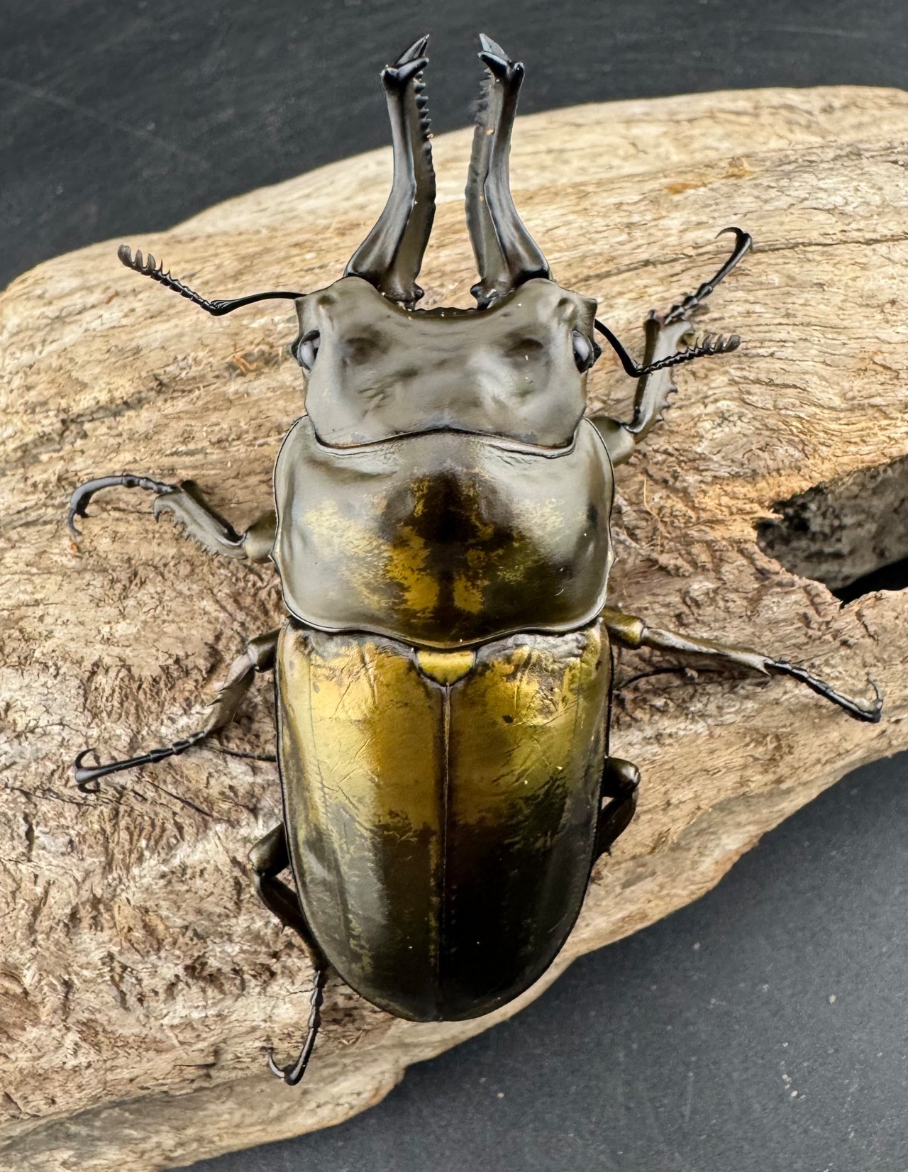 【F0】《ローゼンベルグオウゴンオニクワガタ 71mm ペア》