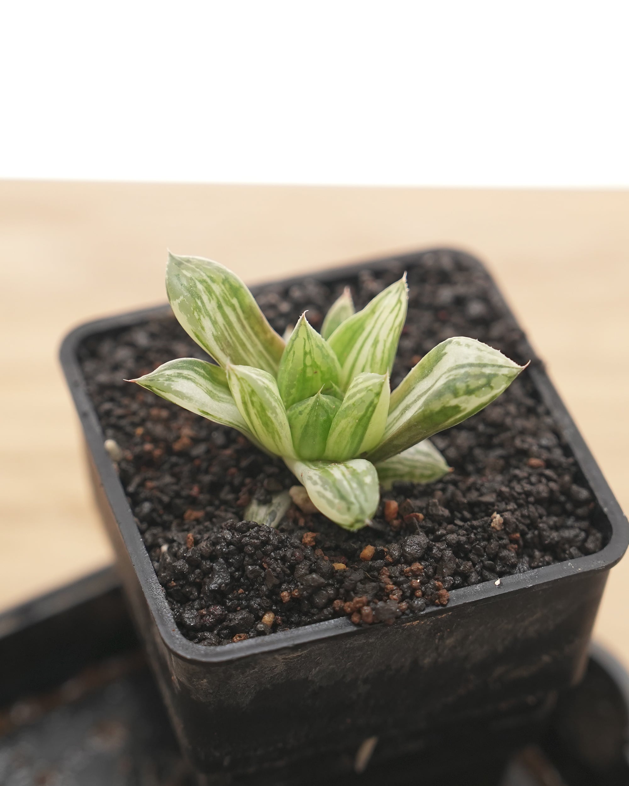 抜き苗 宝草錦 上斑 Haworthia cuspidata f.variegata | PUKUBOOK
