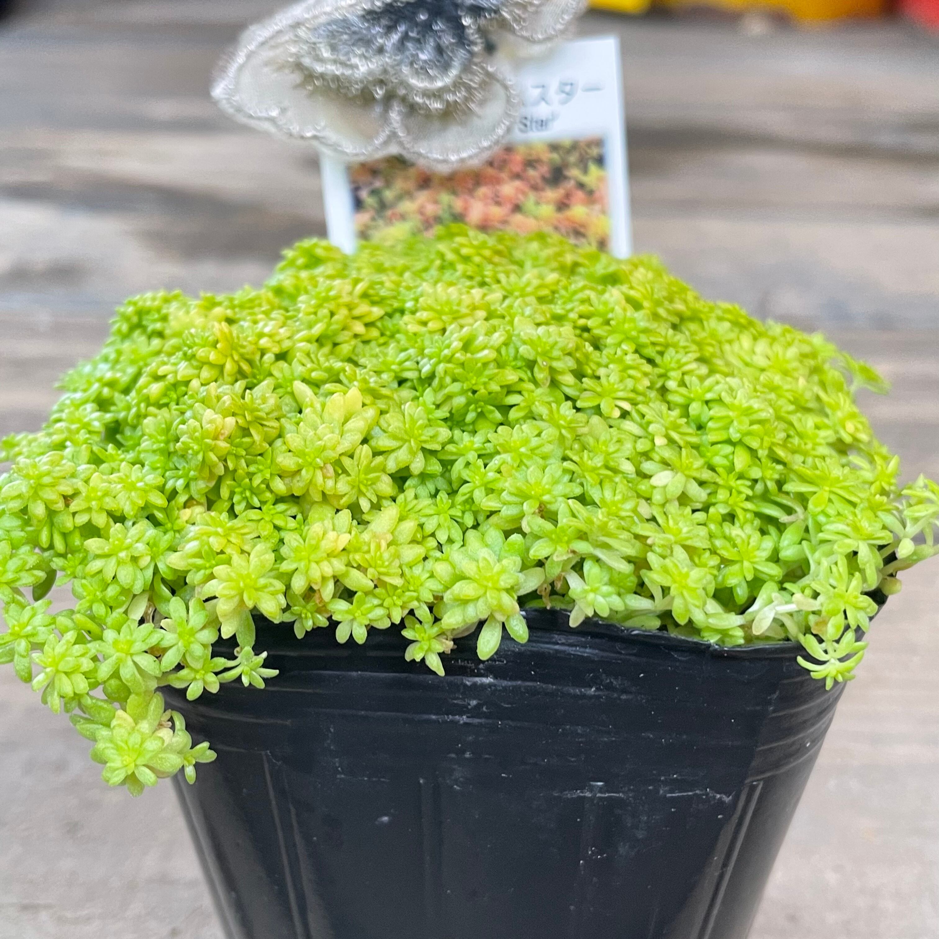 ドリームスター | RuPo 多肉植物専門店