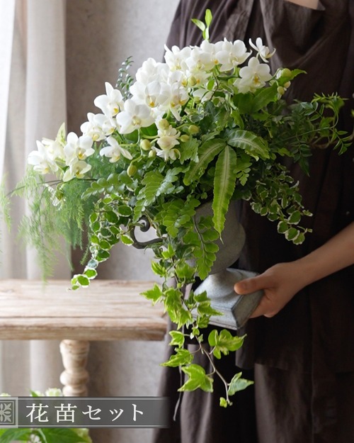 【花苗セット】ミニ胡蝶蘭ナザレと観葉植物のミニ苗セット