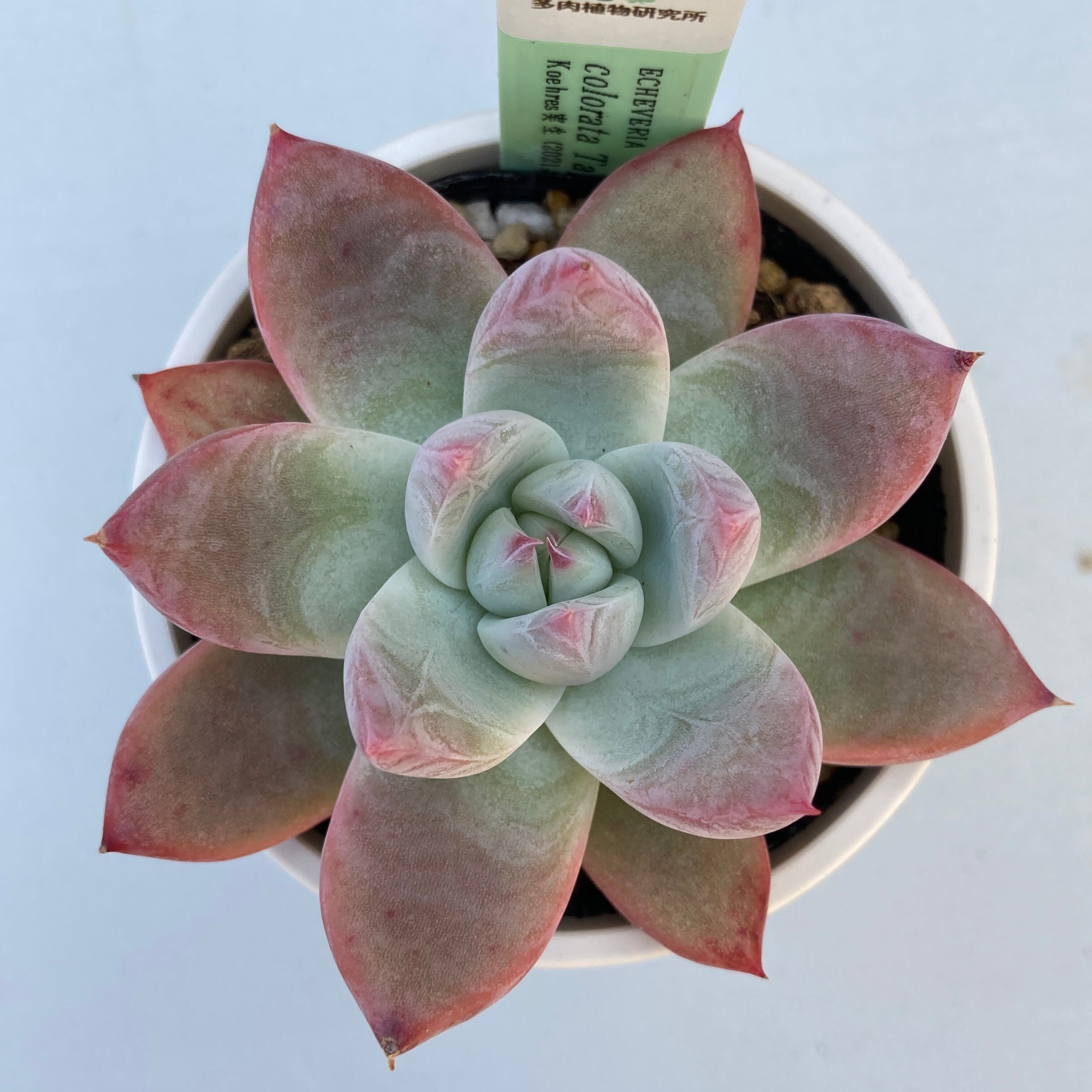 E.colorata Tapalpa,Jalisco 超希少メキシコ産
