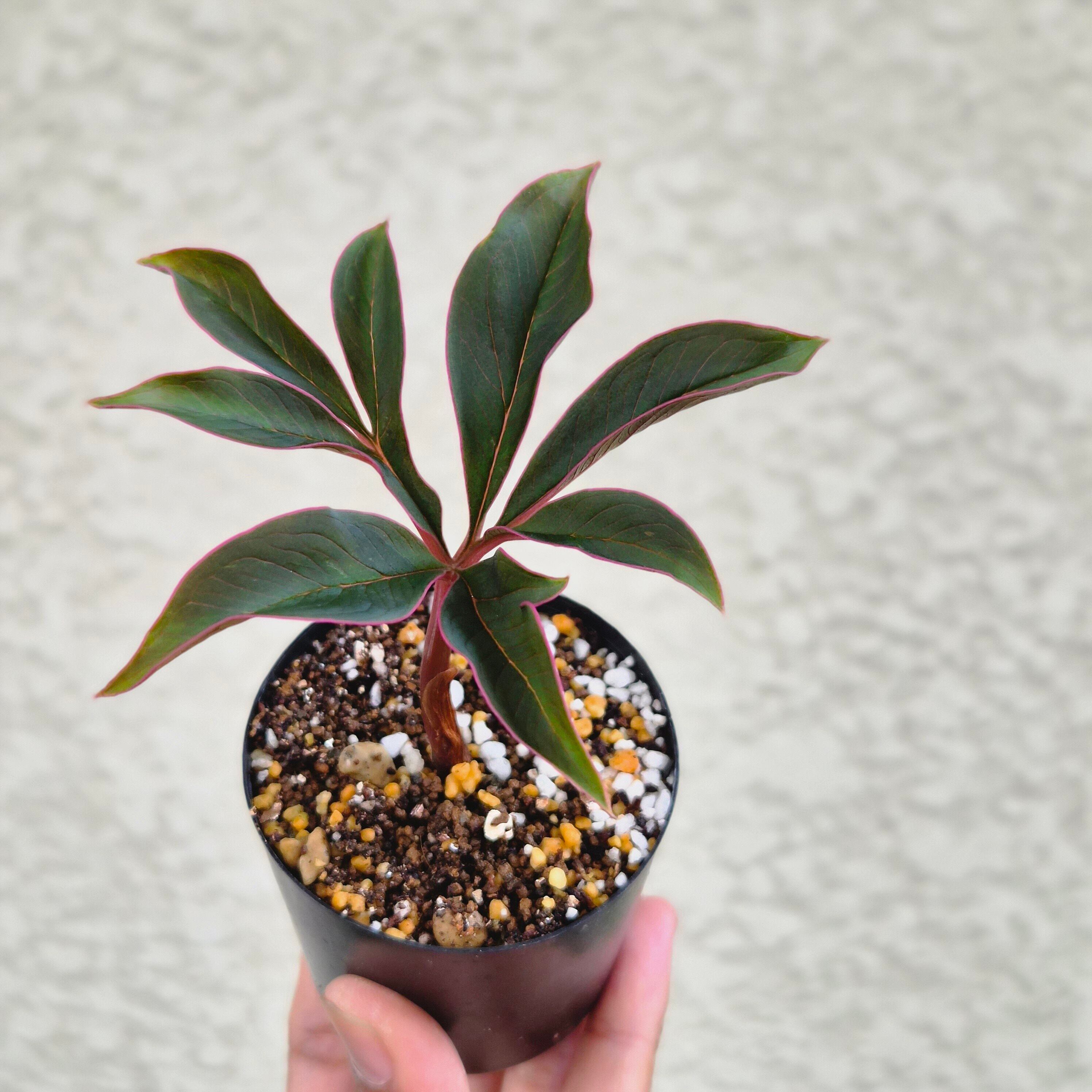 AM17 ♡レア〚 アモルフォファルス アトロビリディス 〛 Amorphophallus Atroviridis 塊根植物 コーデックス