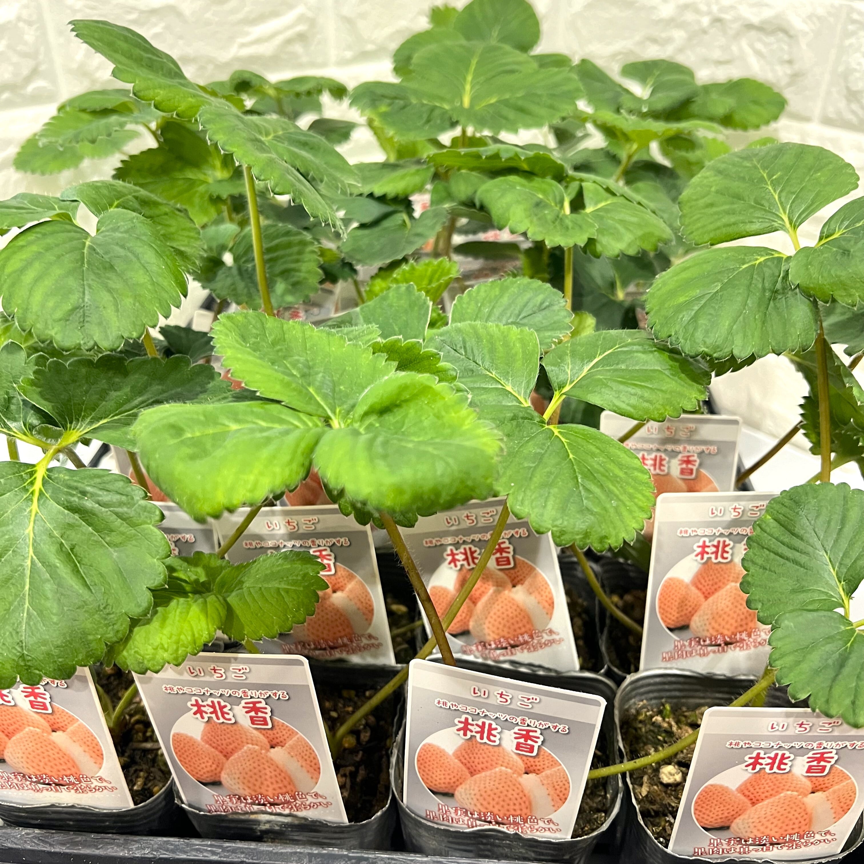 1316e403680abf01fdd9eaad879f4d