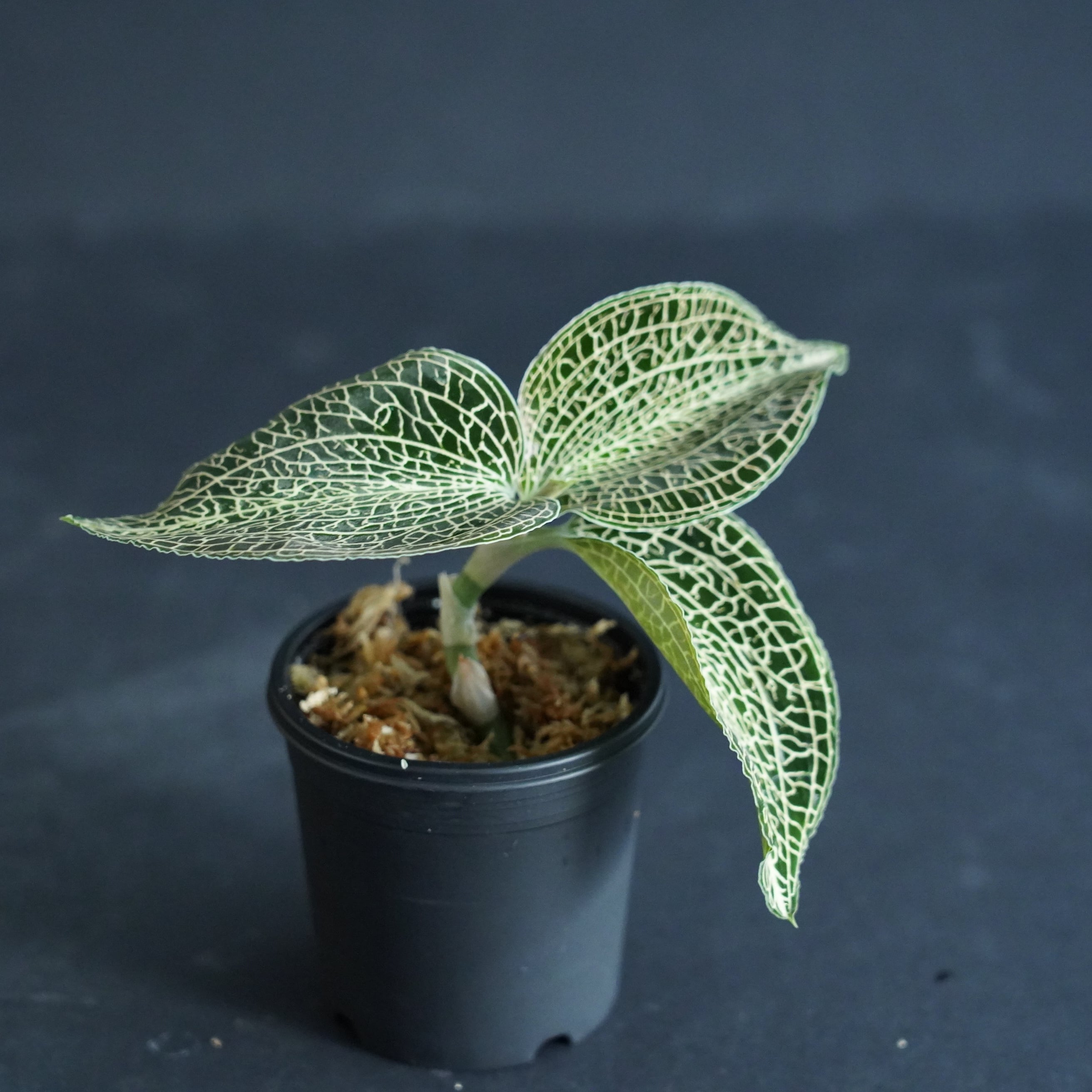 ◇現品◇アネクトキルスsp. （hybrid）【ジュエルオーキッド宝石蘭